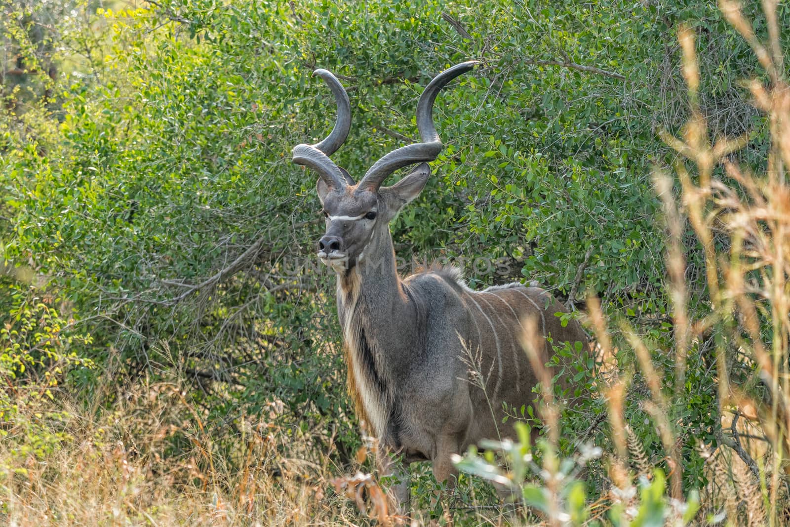 Close-up of a greater kudu bull, Tragelaphus strepsiceros, between bushes