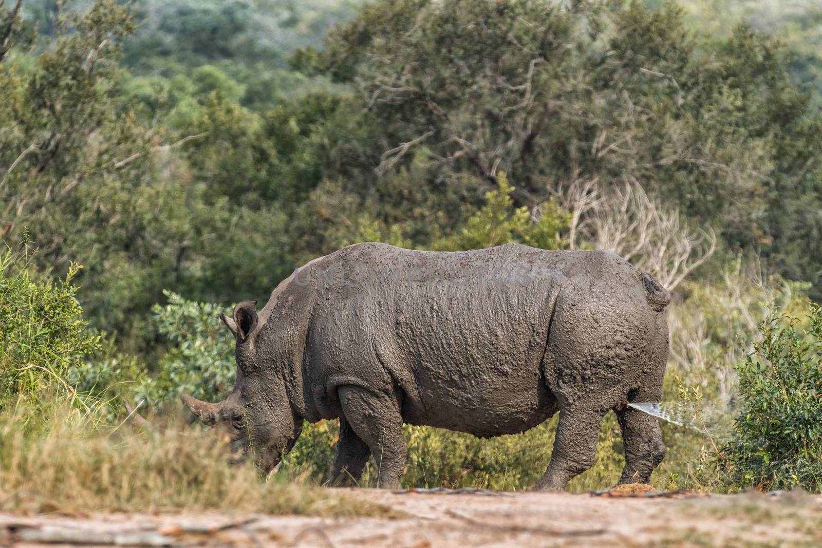 A muddy white rhino, Ceratotherium simum simum, marking its territory