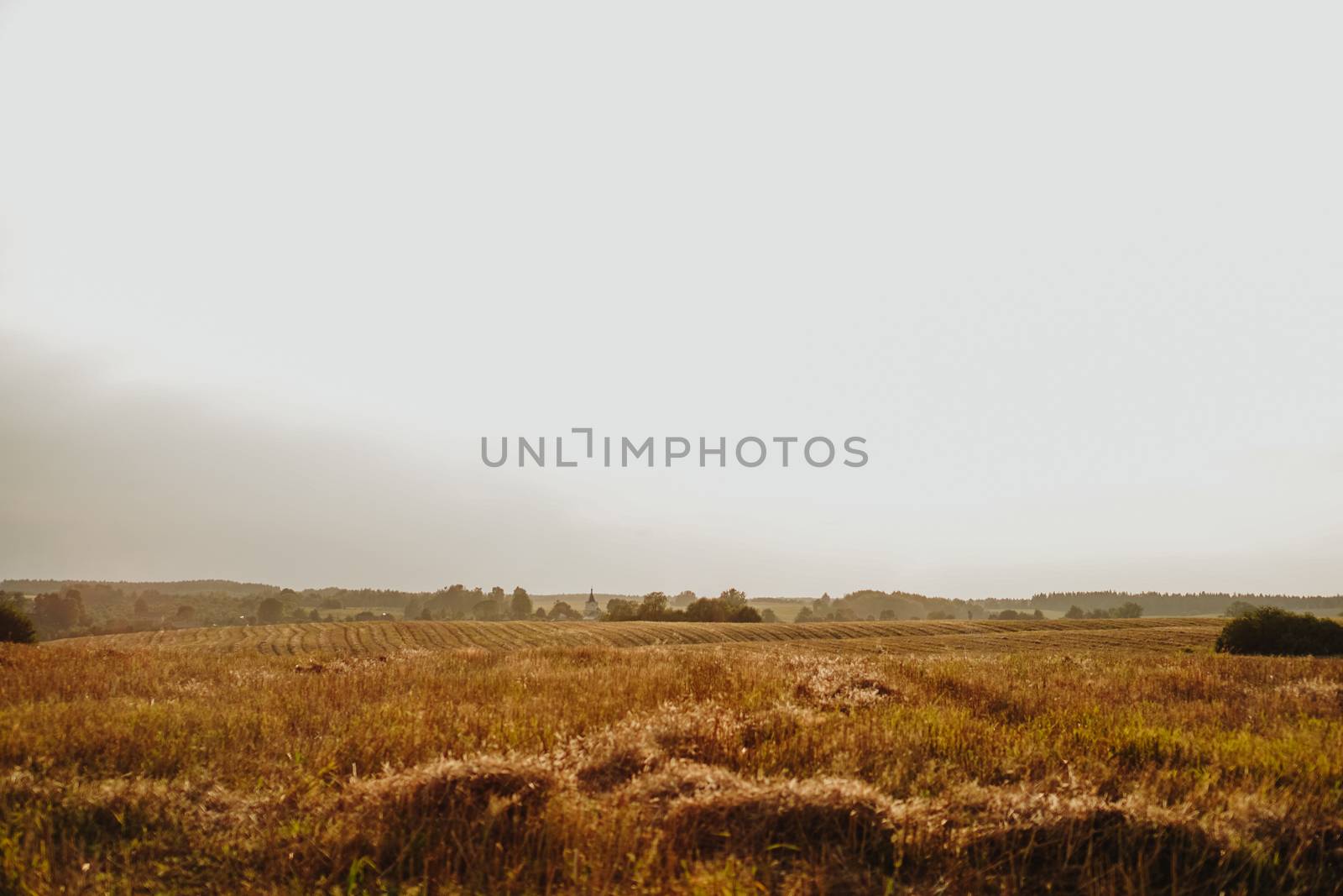 Yellow agriculture field village panorama landscape. Beautiful Nature Landscape