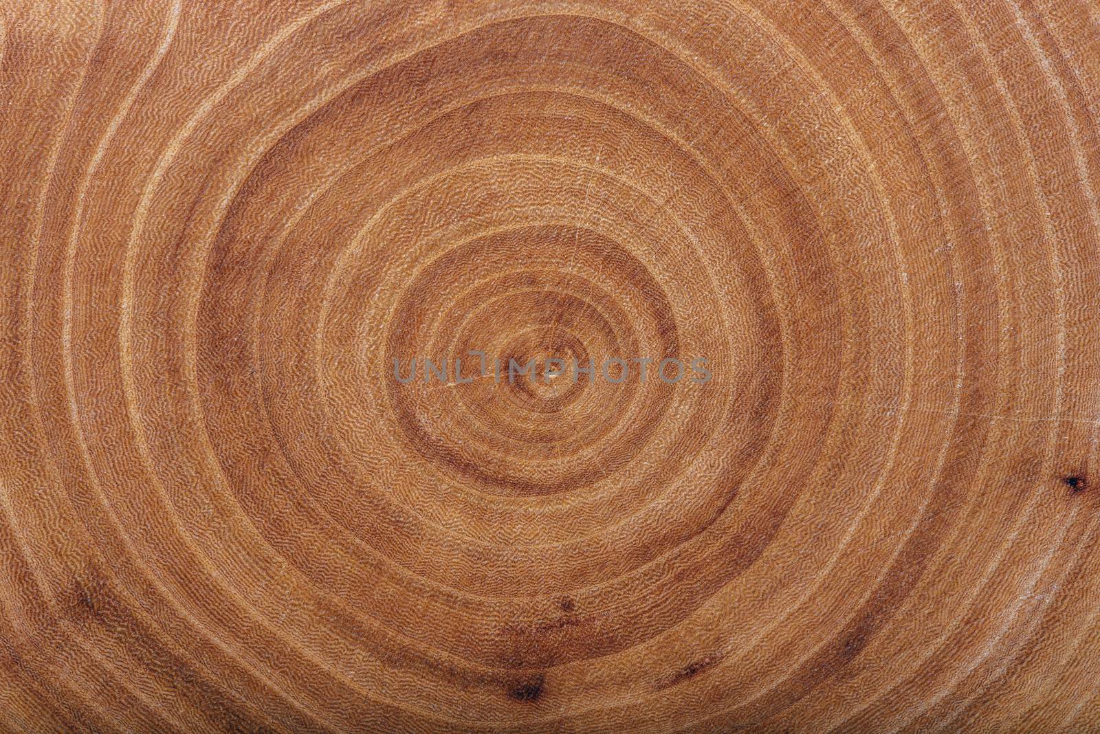 Ash wood slab texture with annual rings, background or wallpaper.