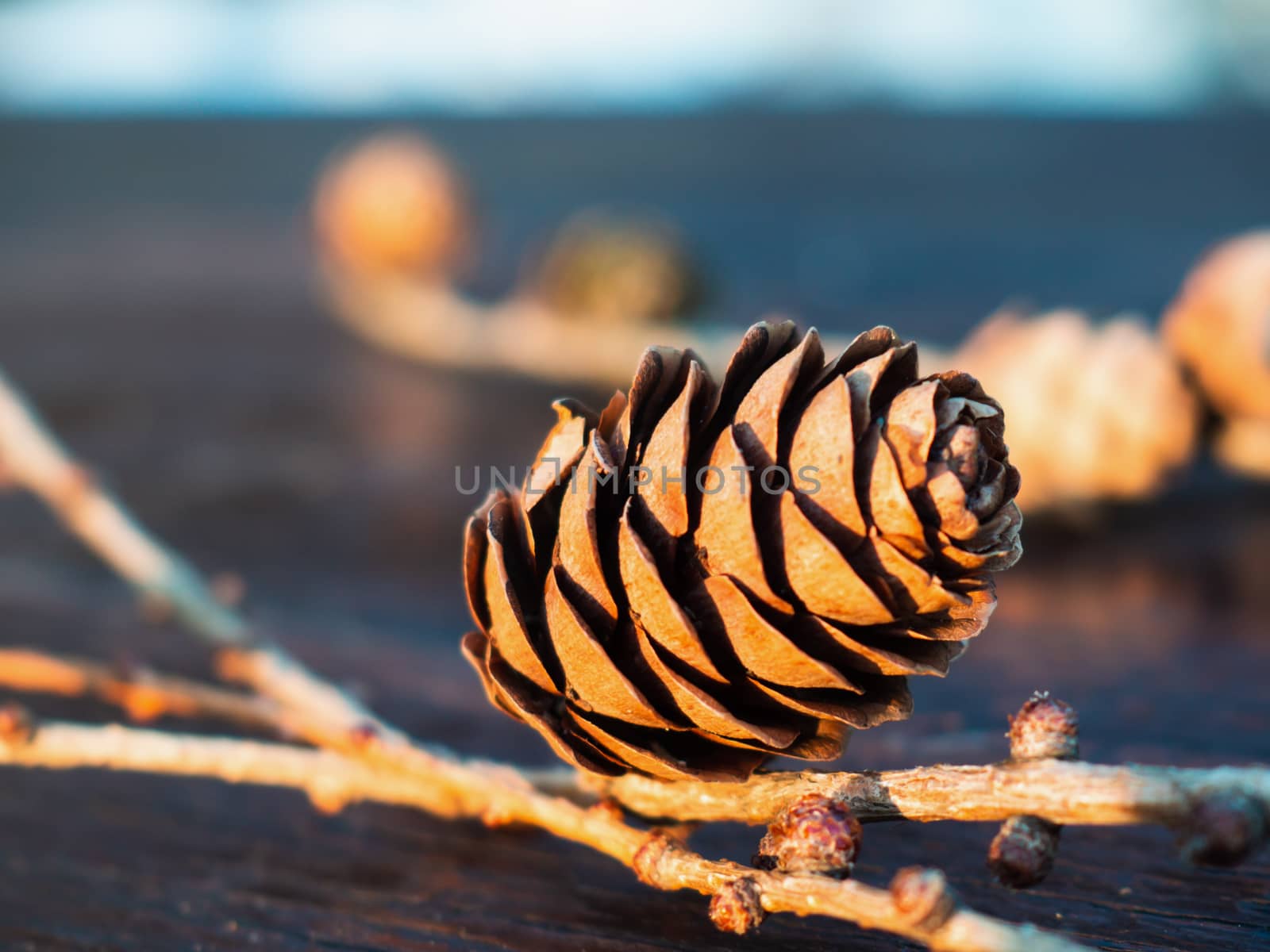 Natural larch cone detail colorful conifer cone with branch by ejkaaa