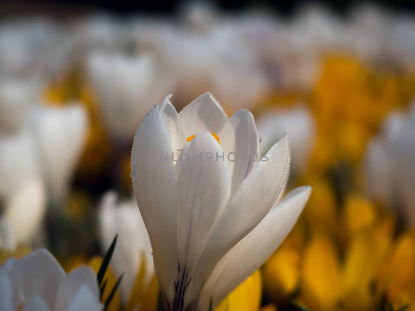 White yellow crocus colorful iris blossom flower by ejkaaa
