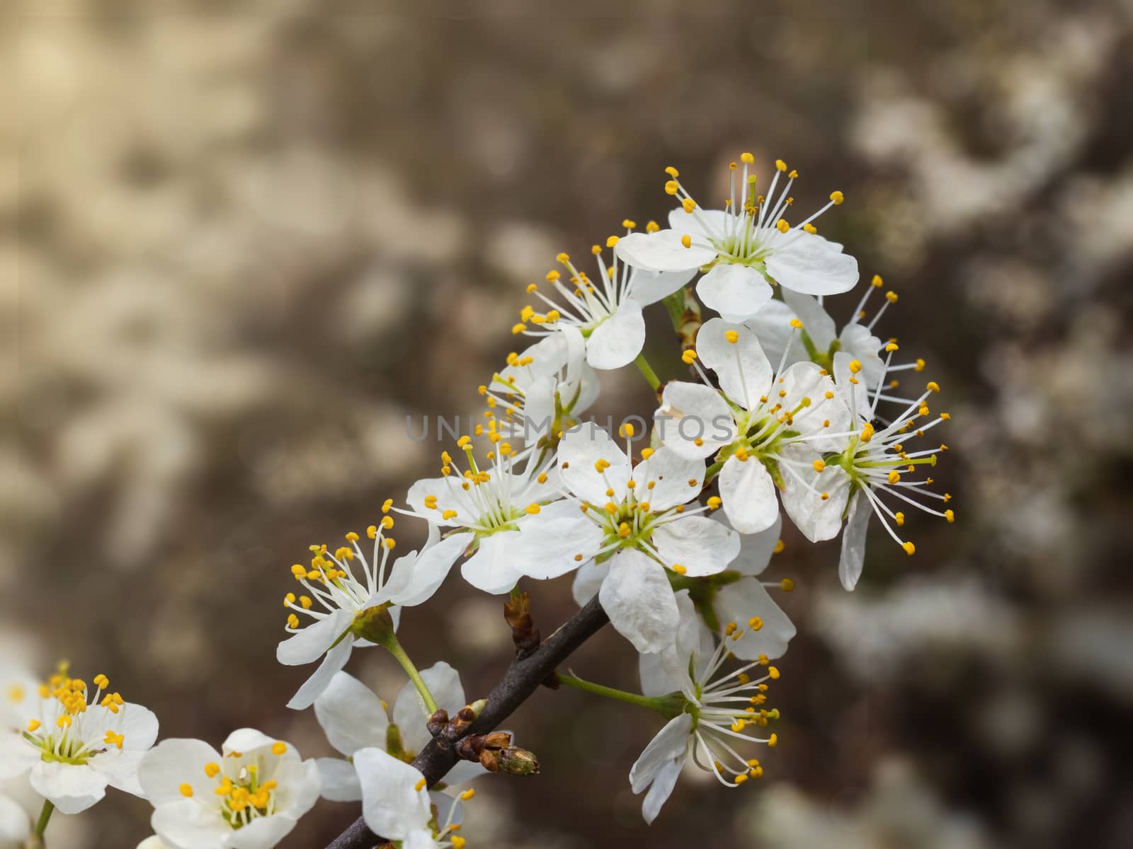 spring orchard growing in march, yellow petals, natural, sunshine, fruittree branch