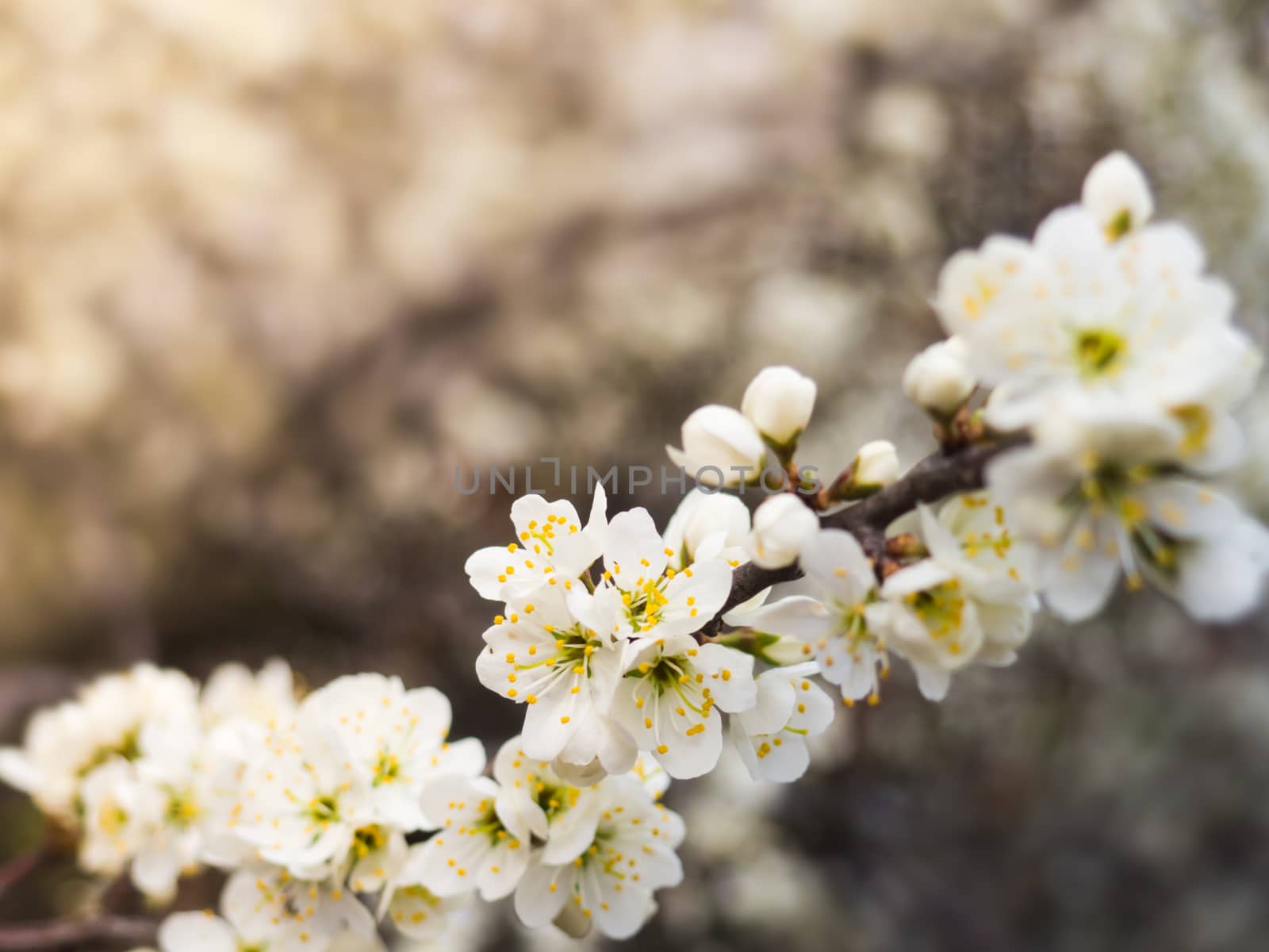 spring flowers growing in march, yellow petals, natural, sunshine, fruittree branch