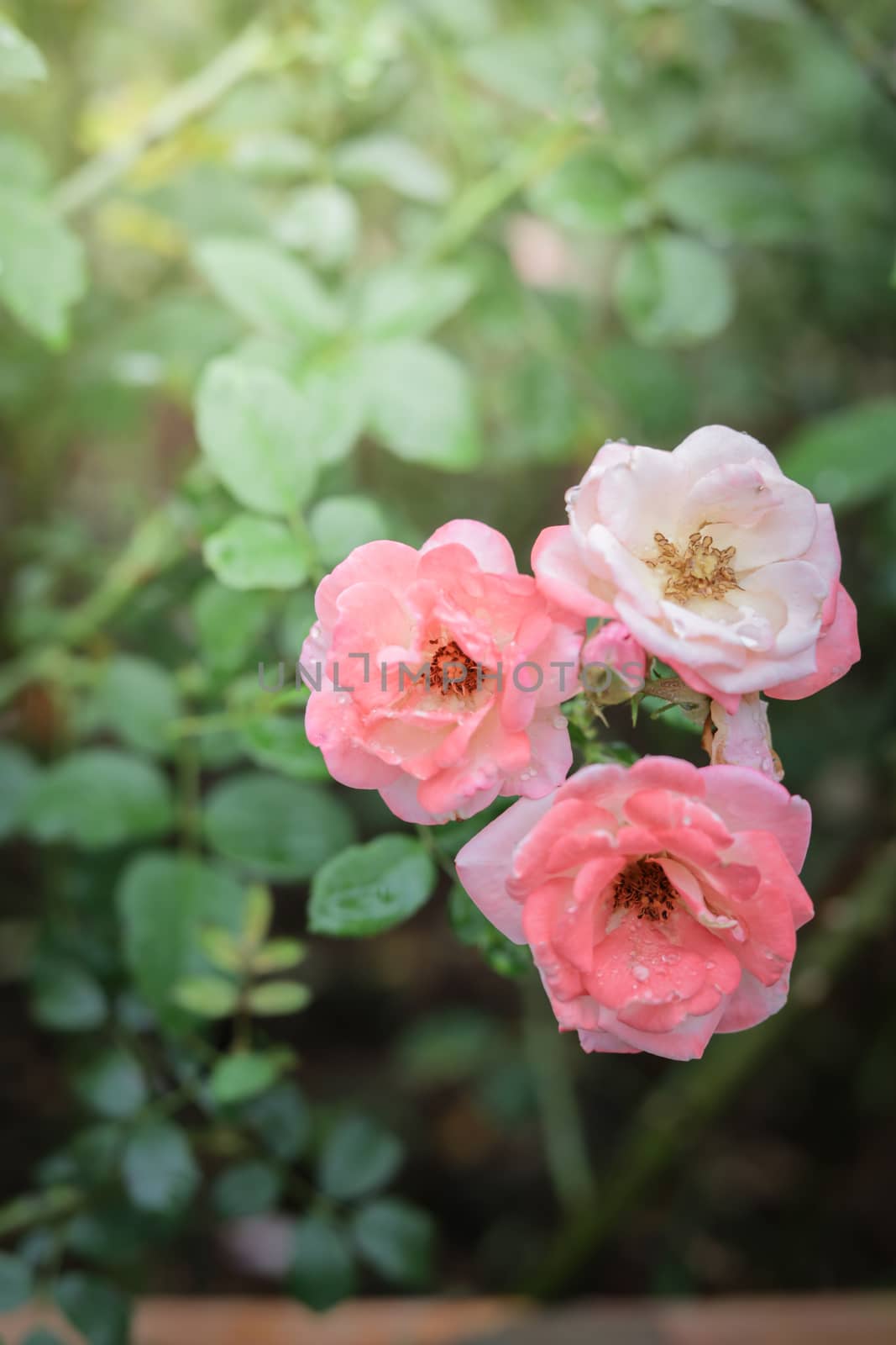 Roses in the garden  by teerawit