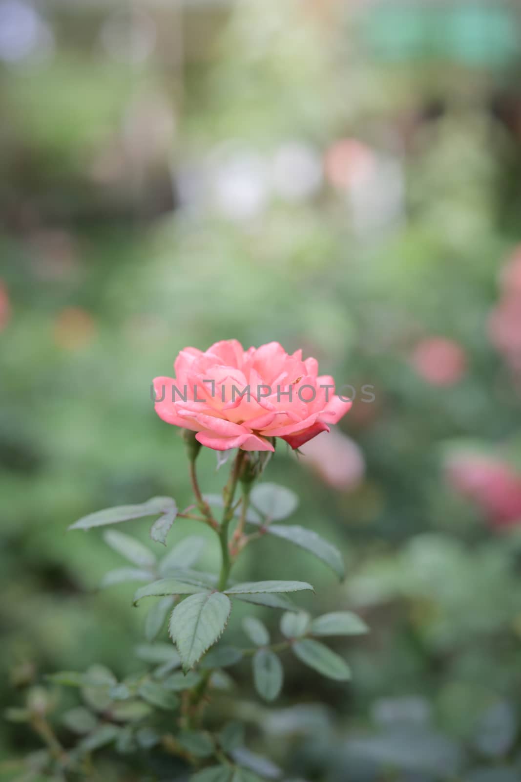 Roses in the garden, Roses are beautiful with a beautiful sunny day.