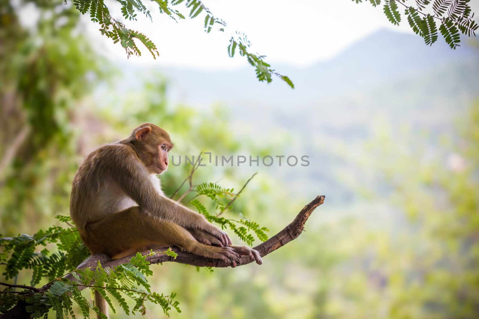 Male monkey sitting on a tamarin branch and mountain background.