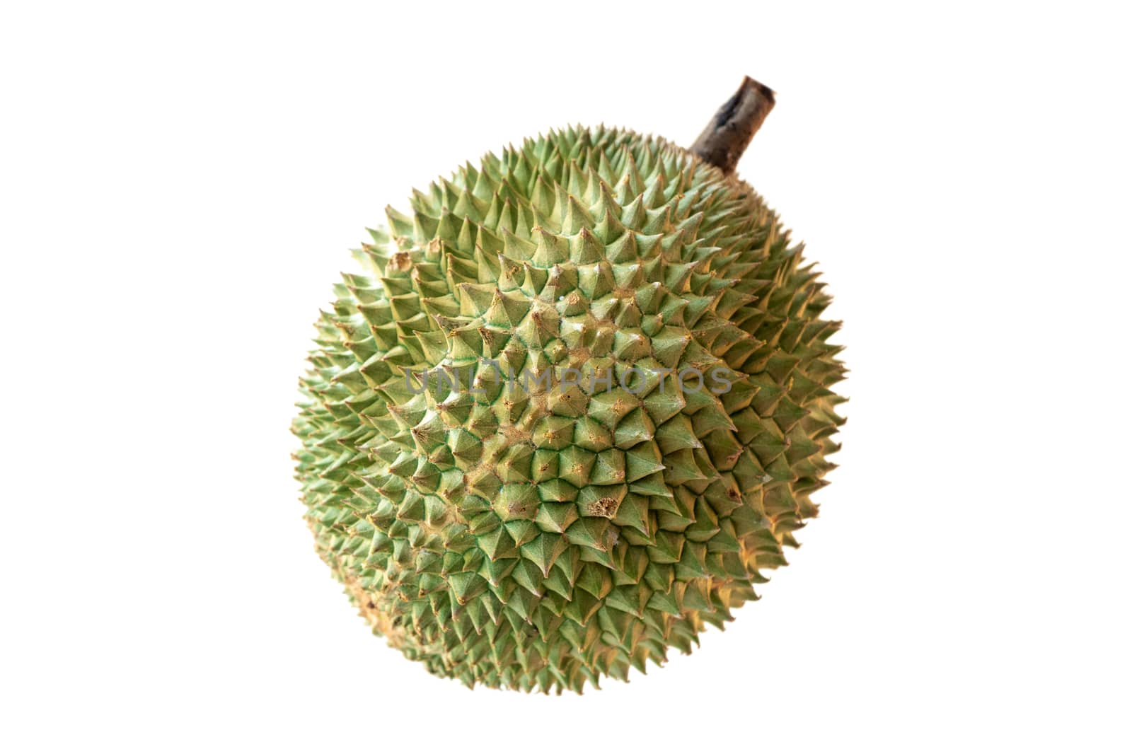 Malaysia famous king of fruits Blackthorn durian Black thorn isolated on white background.