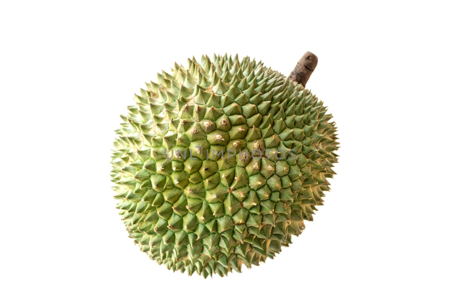 Malaysia famous fruits durian Black thorn  by szefei