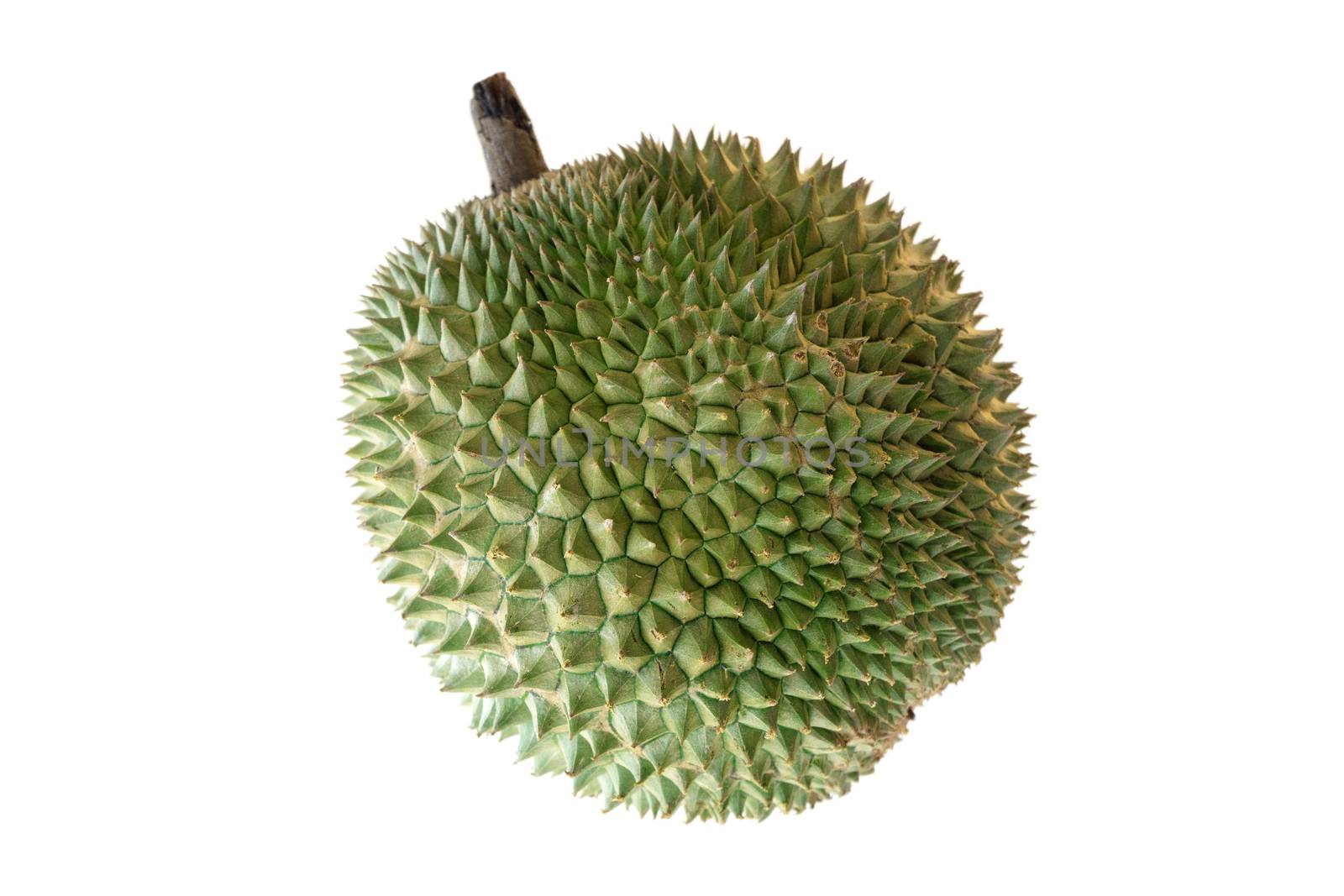Malaysia famous king of fruits Blackthorn durian Black thorn isolated on white background.
