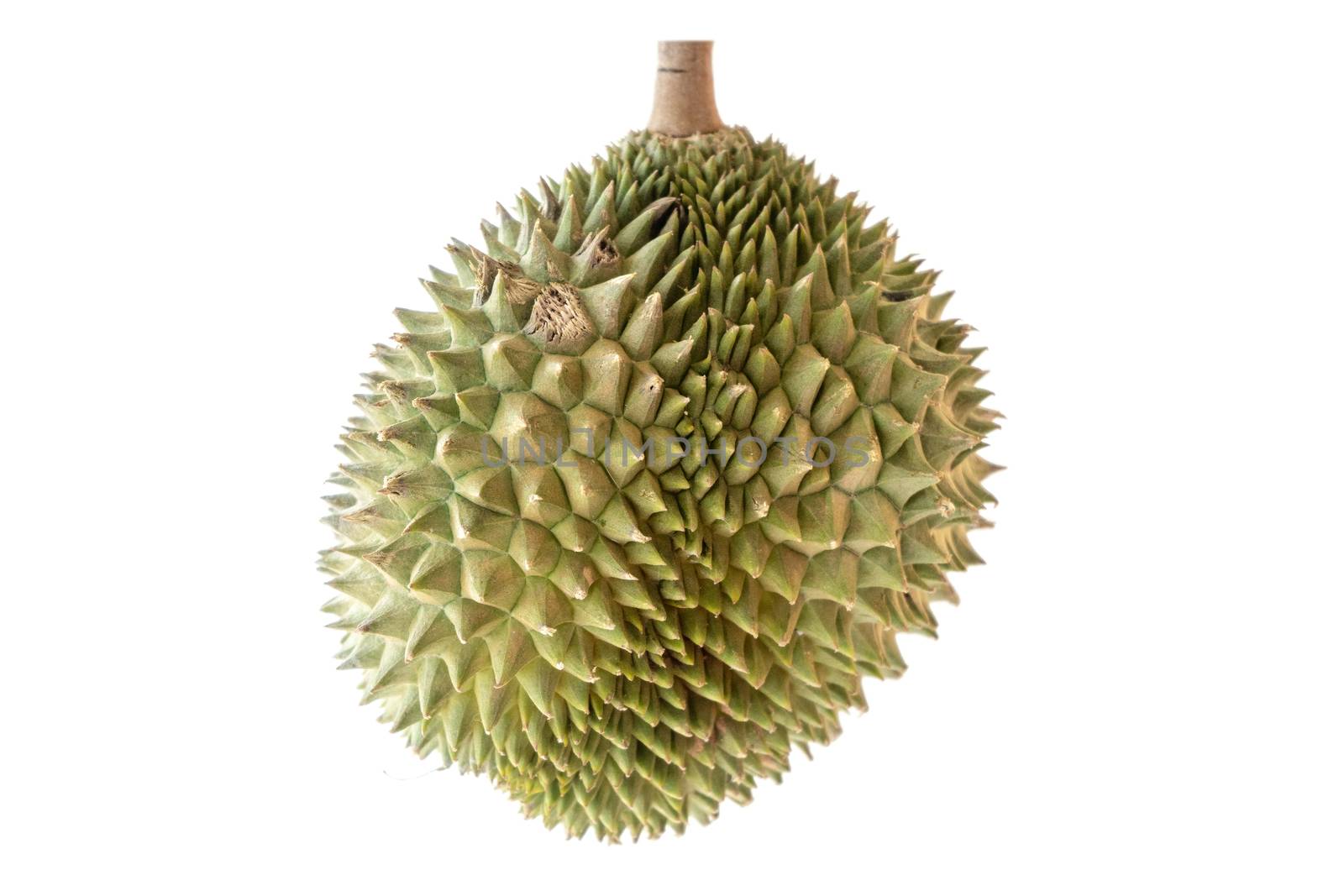 Malaysia famous king of fruits durian Musang King isolated on white background.