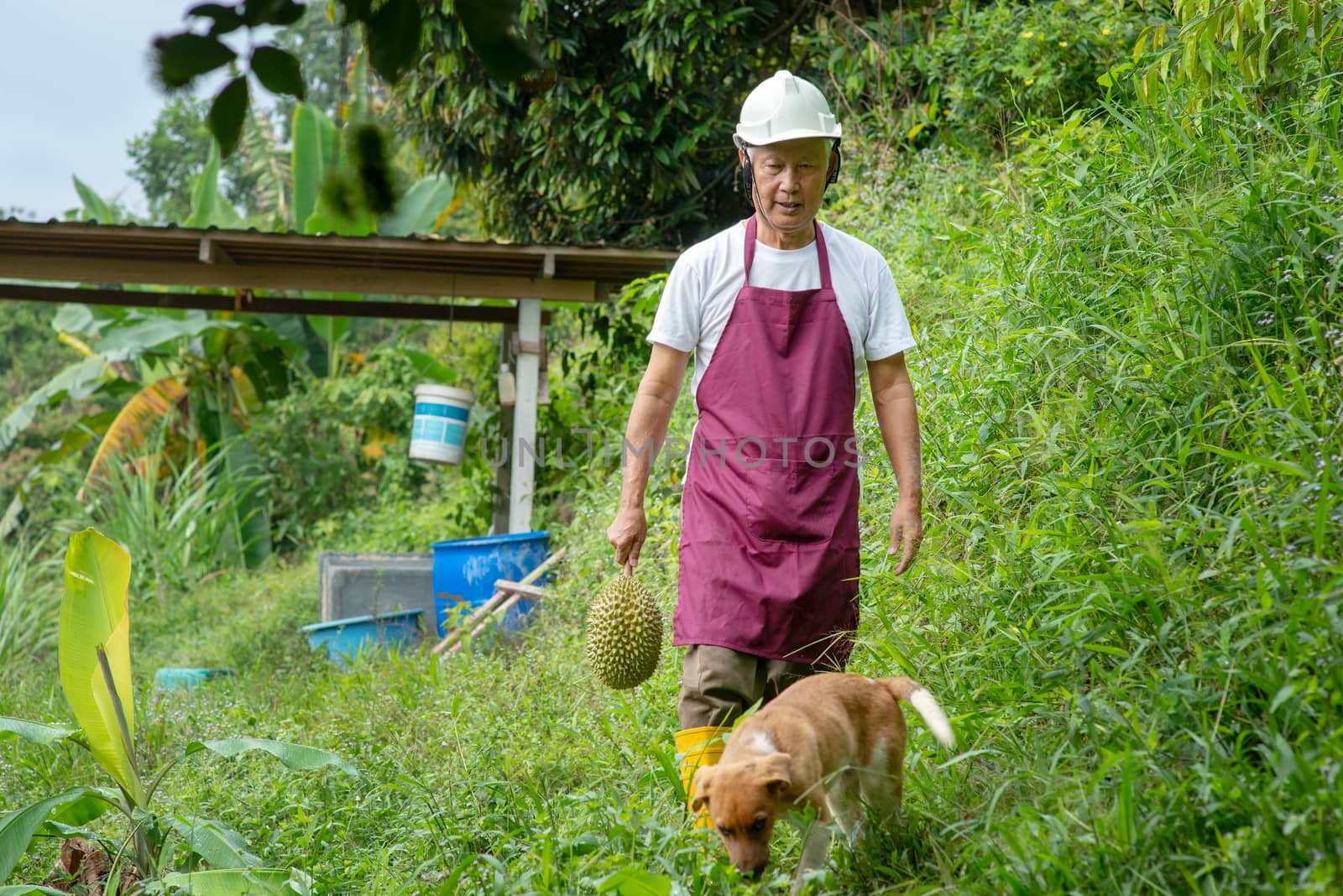 Farmer holding Musang king durian in orchard.