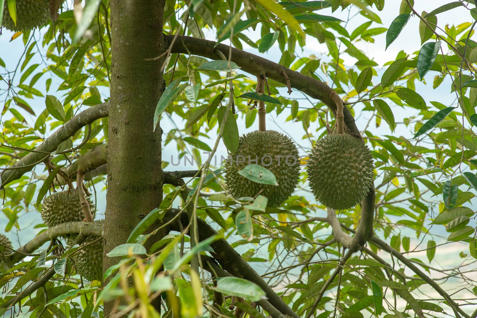 Blackthorn durian tree. by szefei