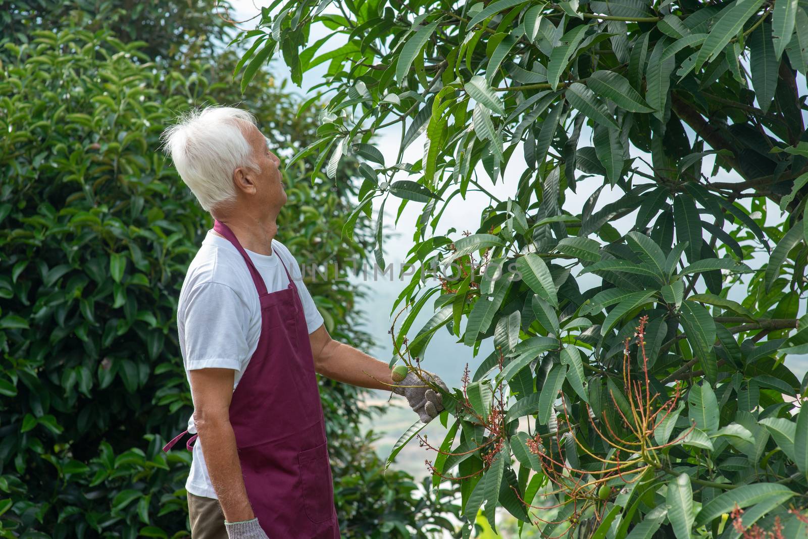 Farmer examining mango tree in orchard.
