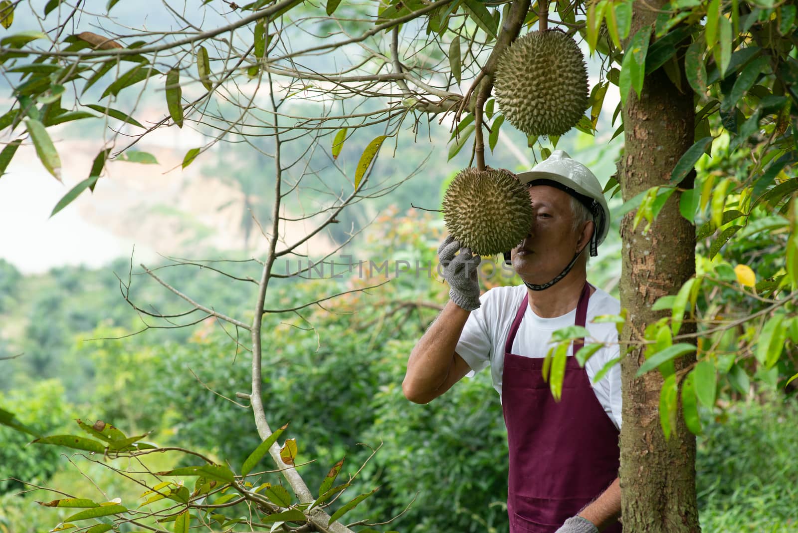 Farmer and Blackthorn durian tree. by szefei