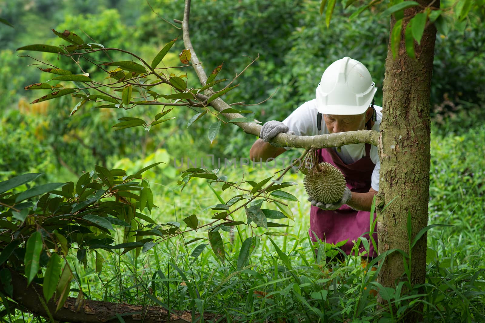 Farmer and Blackthorn durian tree in orchard.