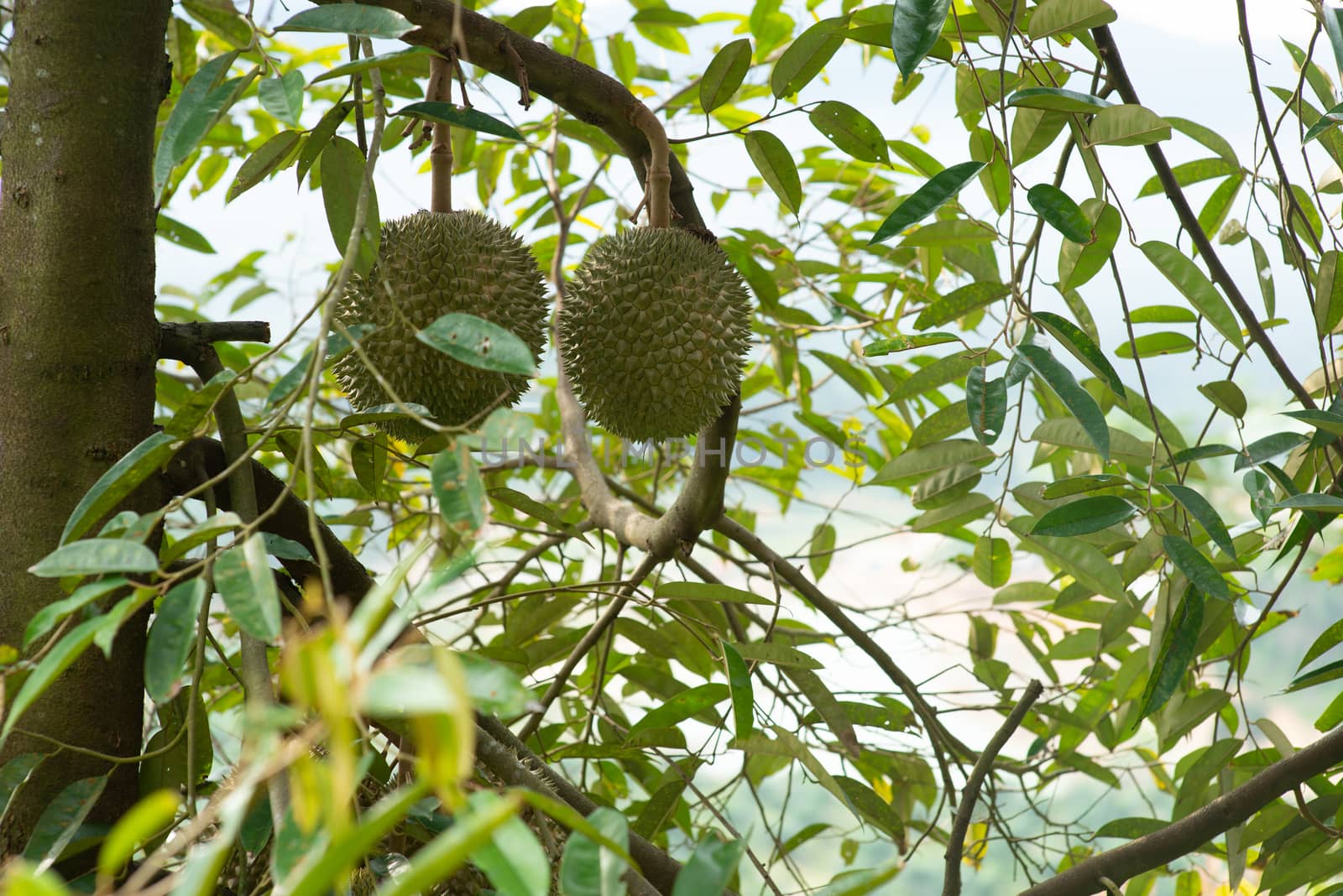 Malaysia famous king of fruits Blackthorn durian tree.