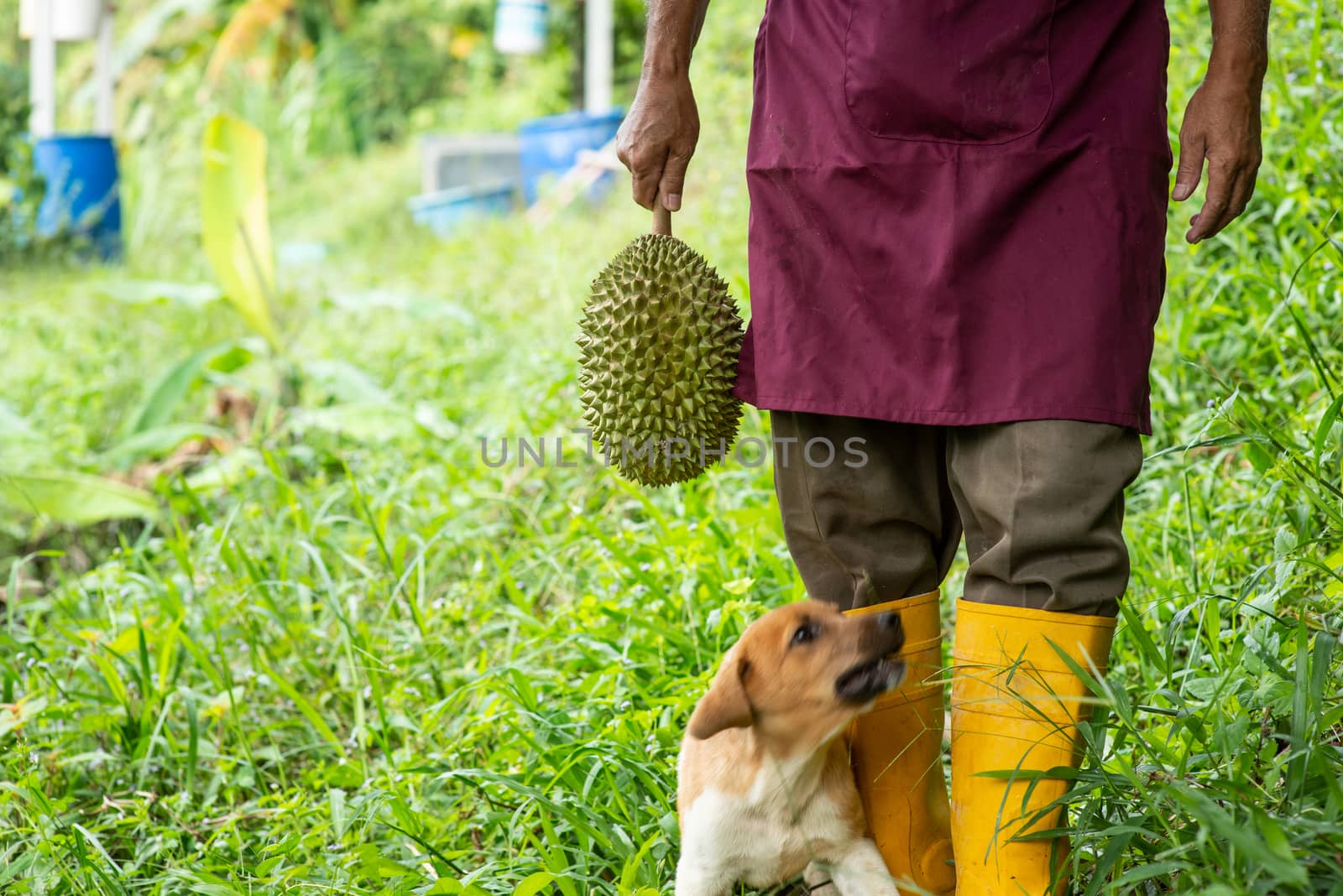 Farmer holding Musang king durian in orchard.