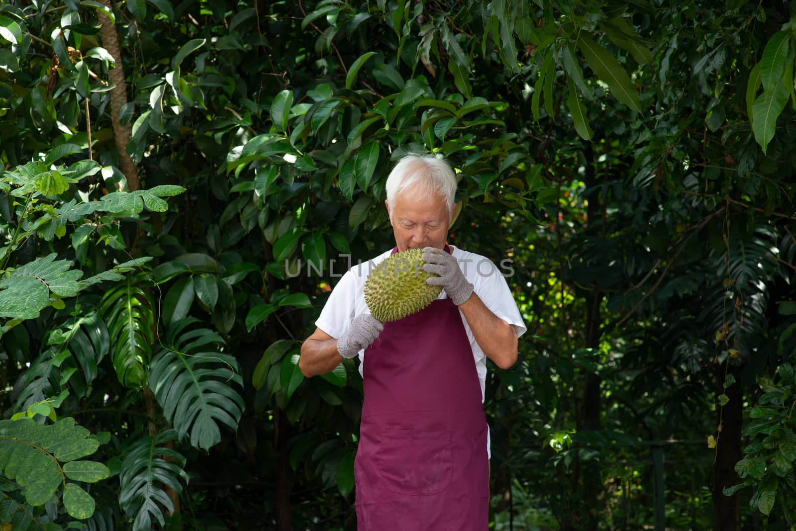 Farmer and musang king durian in orchard.