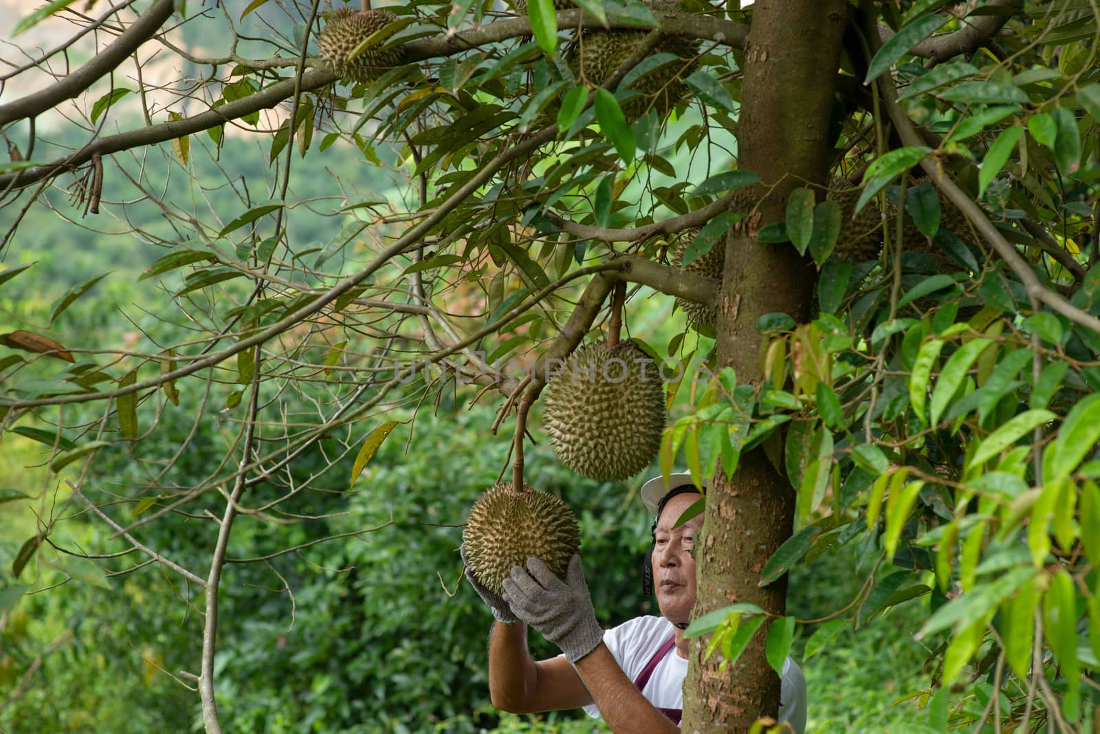 Farmer and Blackthorn durian tree in orchard.