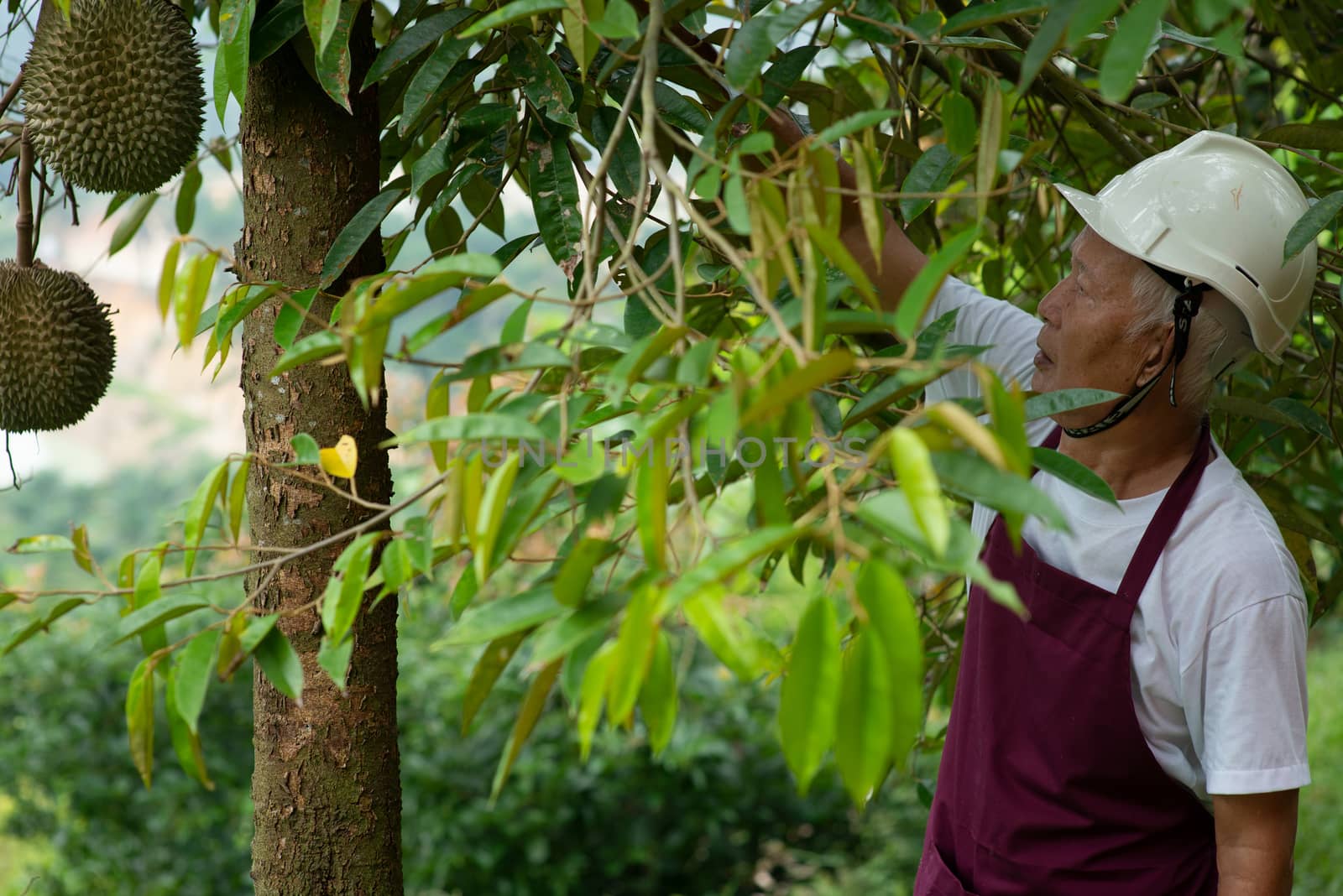 Farmer and Blackthorn durian tree. by szefei