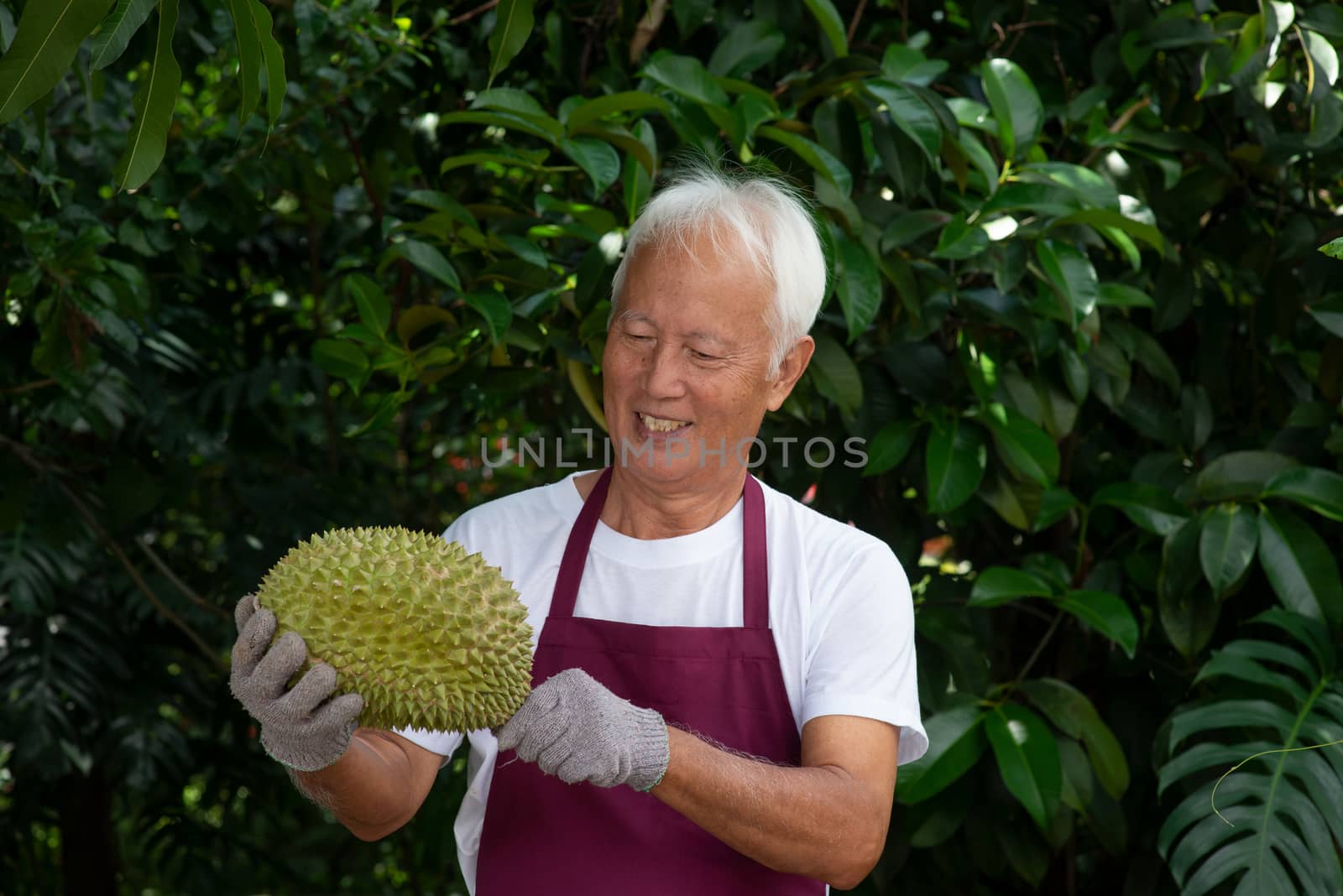 Farmer and musang king durian  by szefei