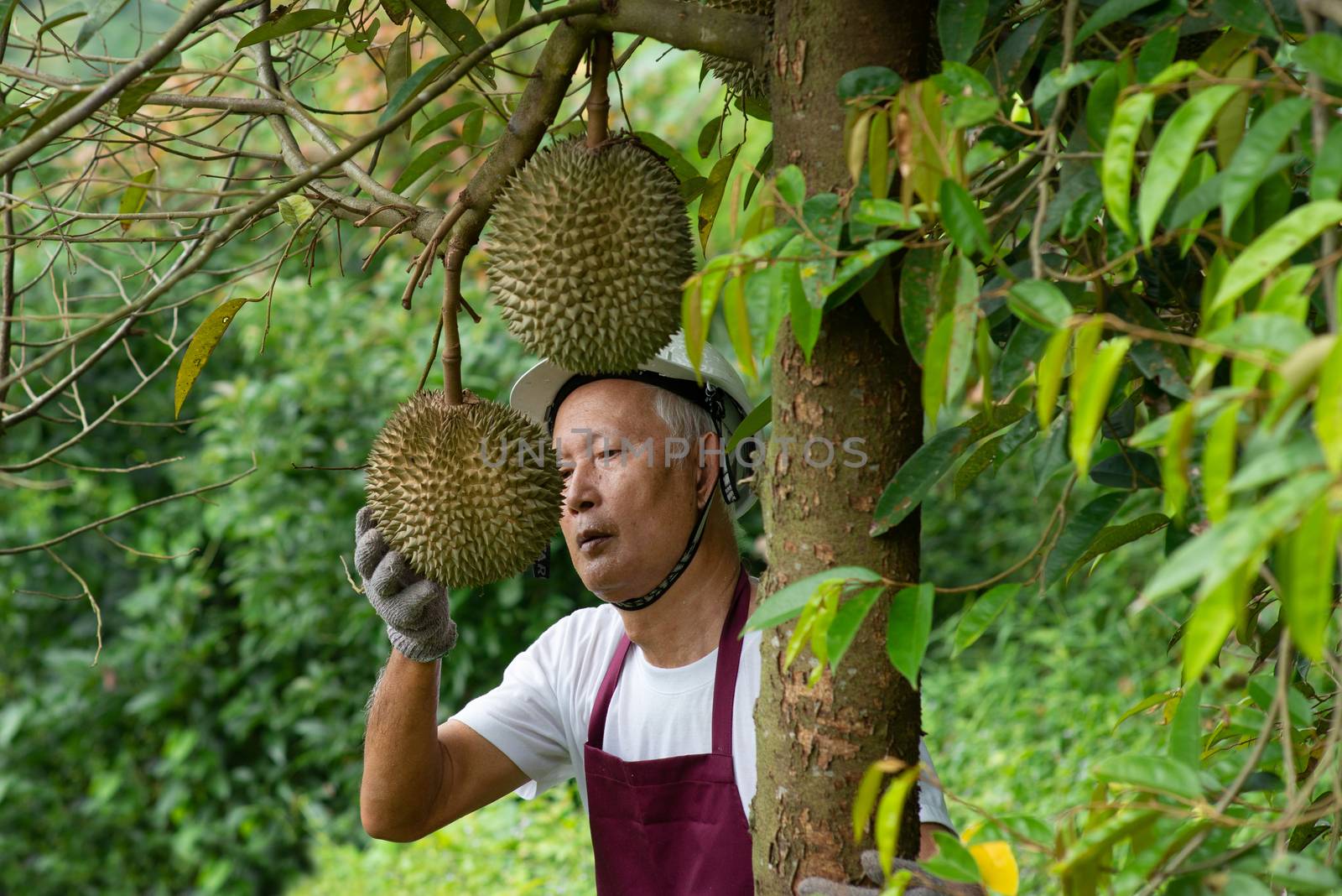 Farmer and Blackthorn durian tree in orchard.
