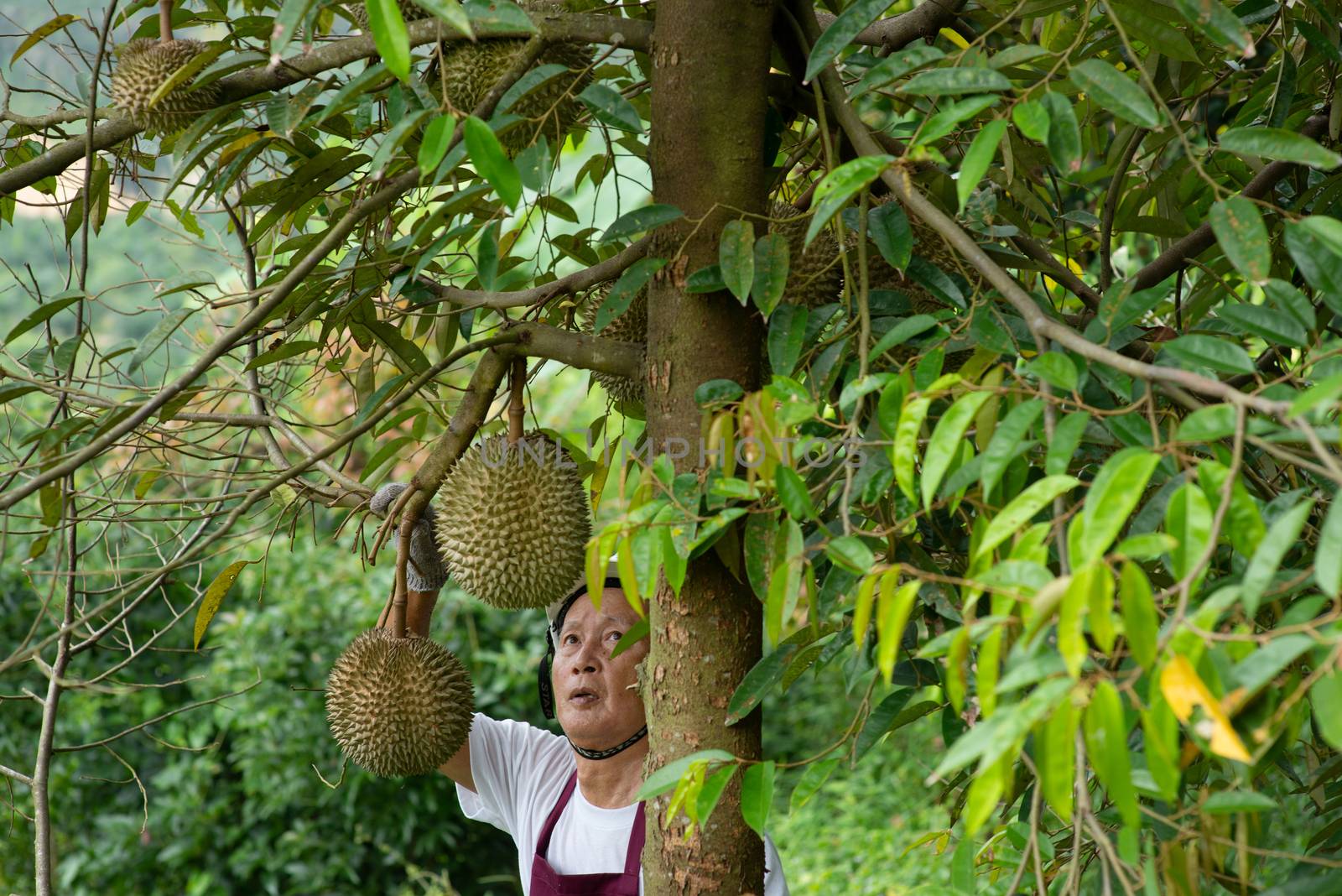 Farmer and Blackthorn durian tree. by szefei