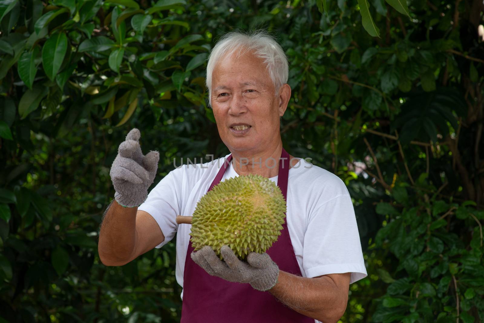 Farmer and musang king durian  by szefei