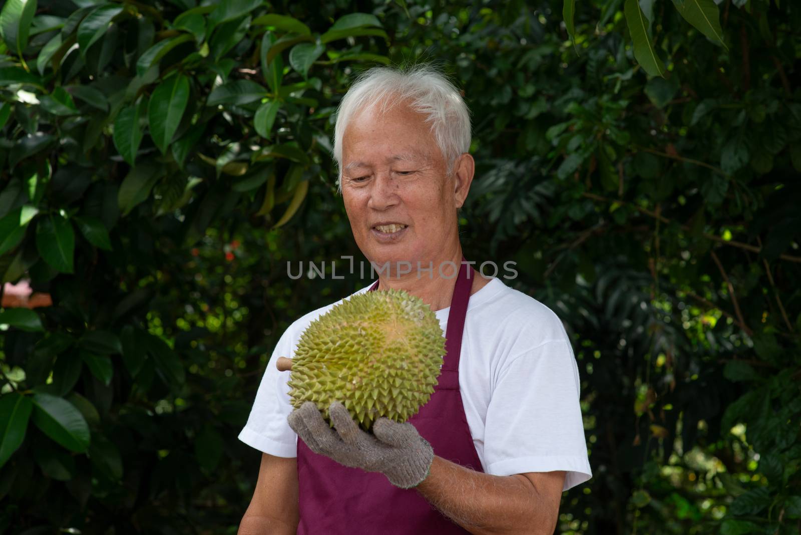 Farmer and musang king durian in orchard.