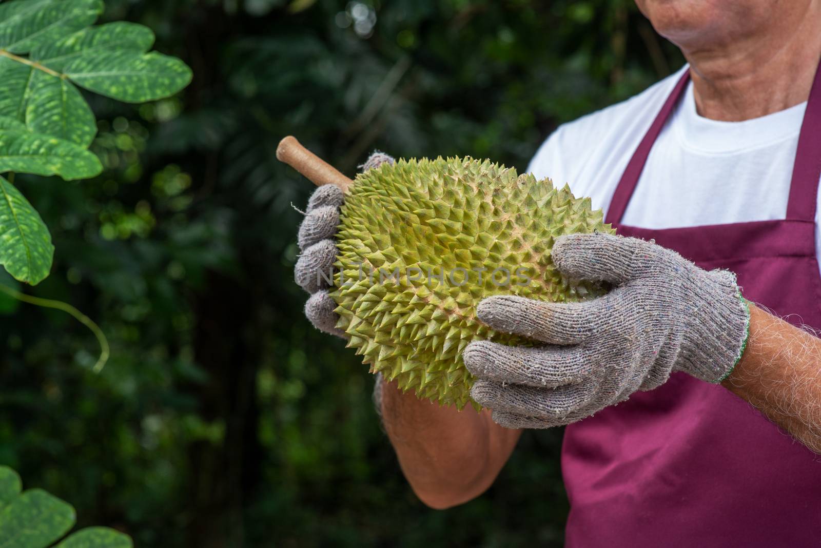 Farmer and musang king durian in orchard.