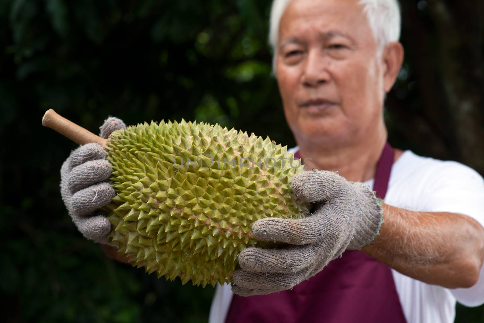 Farmer and musang king durian  by szefei