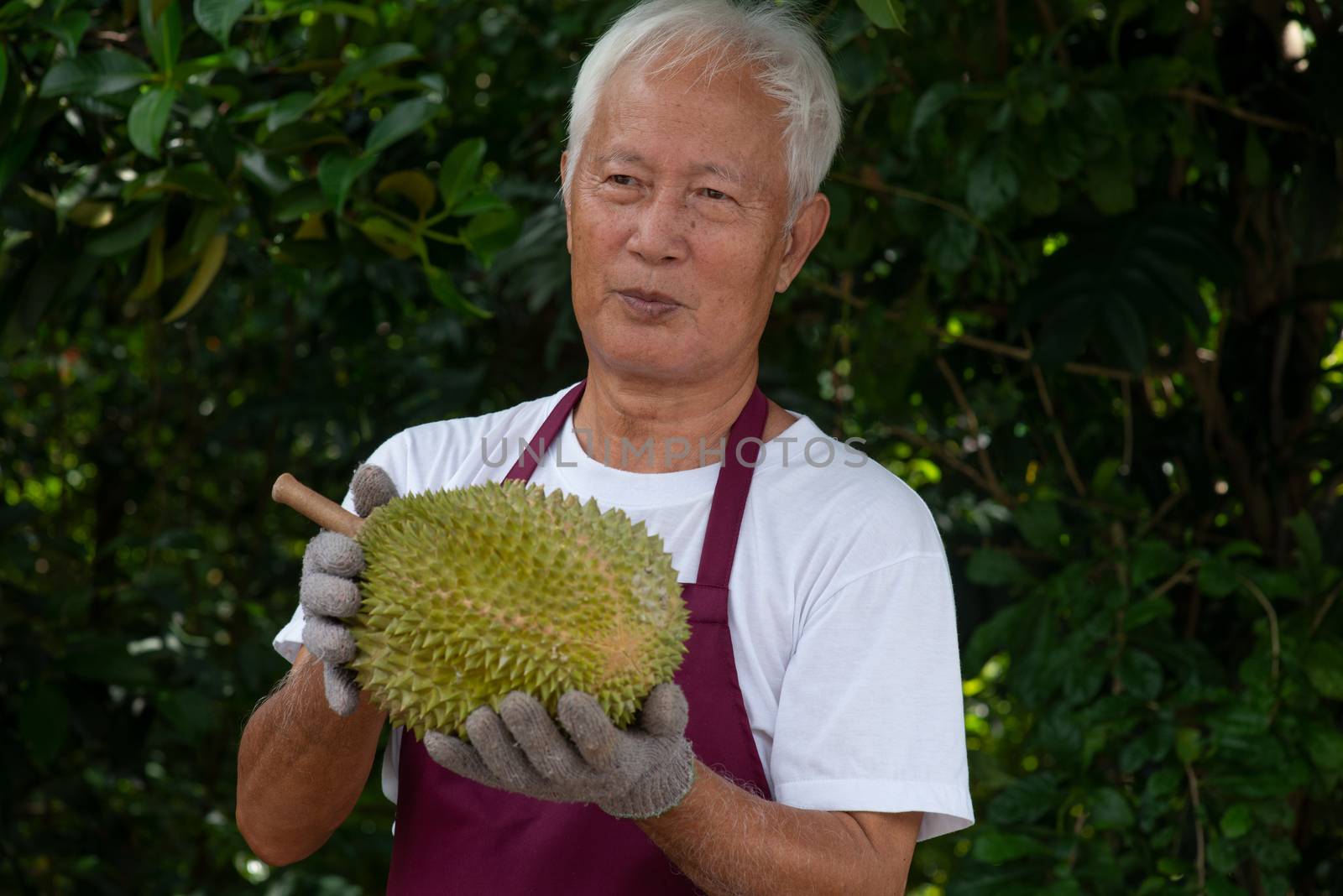 Farmer and musang king durian in orchard.