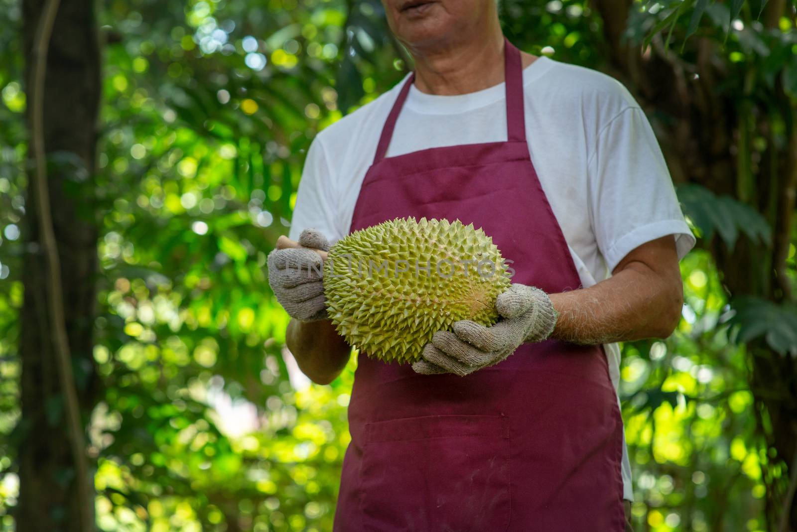 Farmer and musang king durian in orchard.