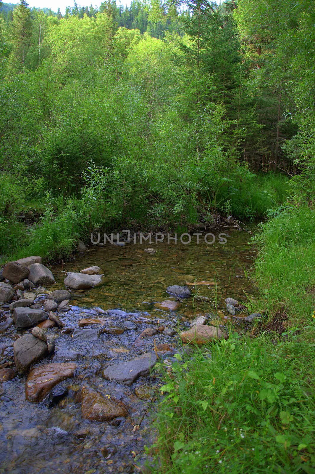 A small mountain stream flowing through the forest. Altai, Siberia, Russia.