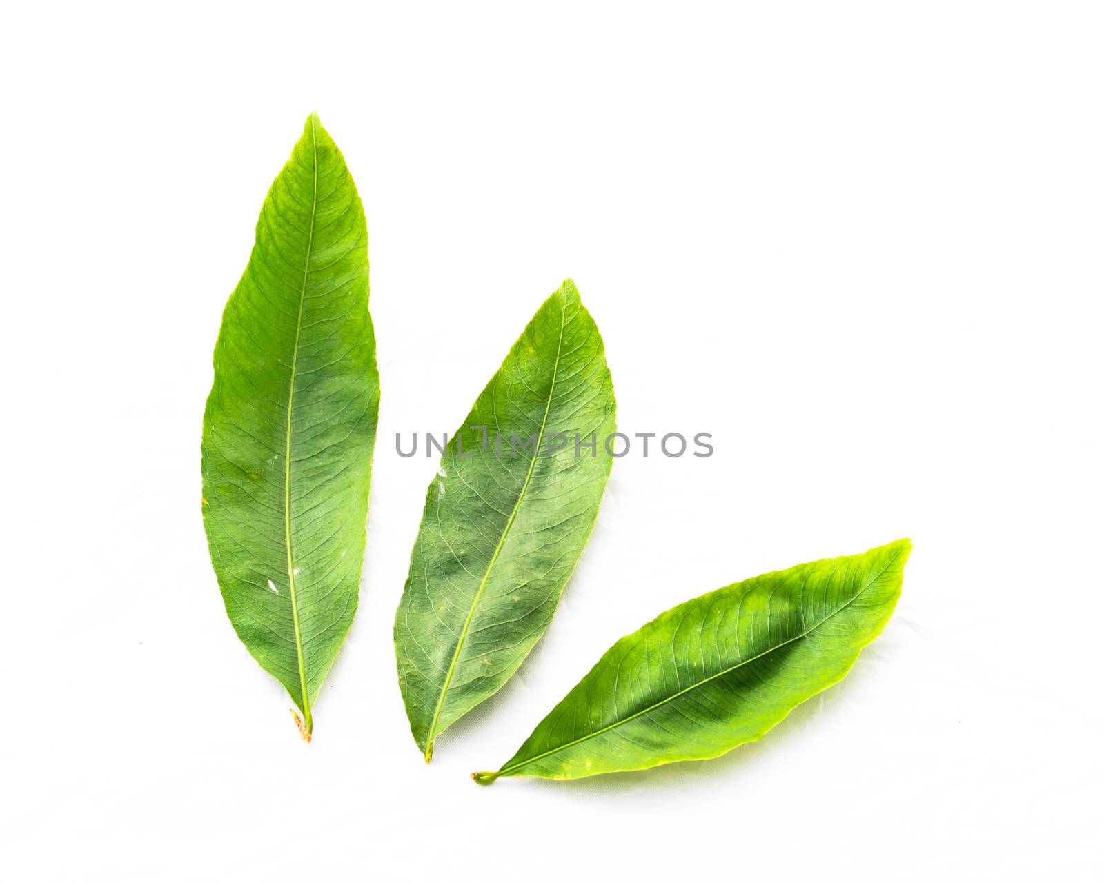 Top view studio shot two Ochna integerrima leaves isolated on white background. Green leaf from yellow Mai flower, a plant species in family Ochnaceae. Popular in southern Vietnam during Tet festival