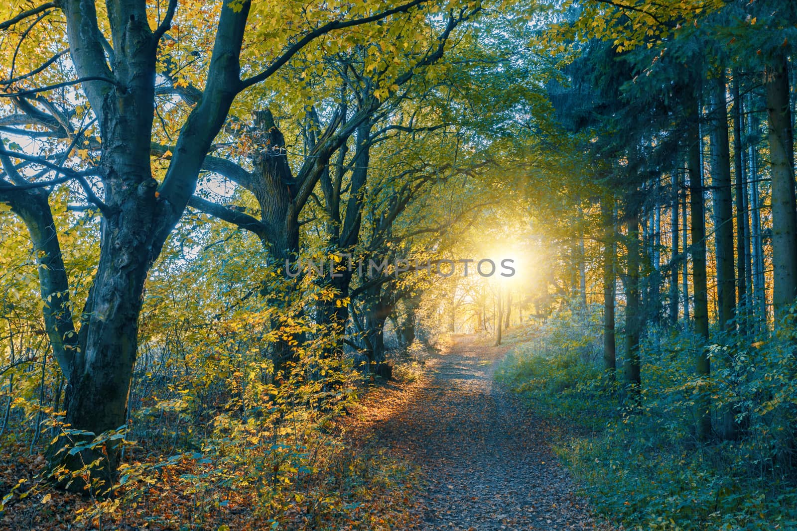 autumn road in forrest by artush