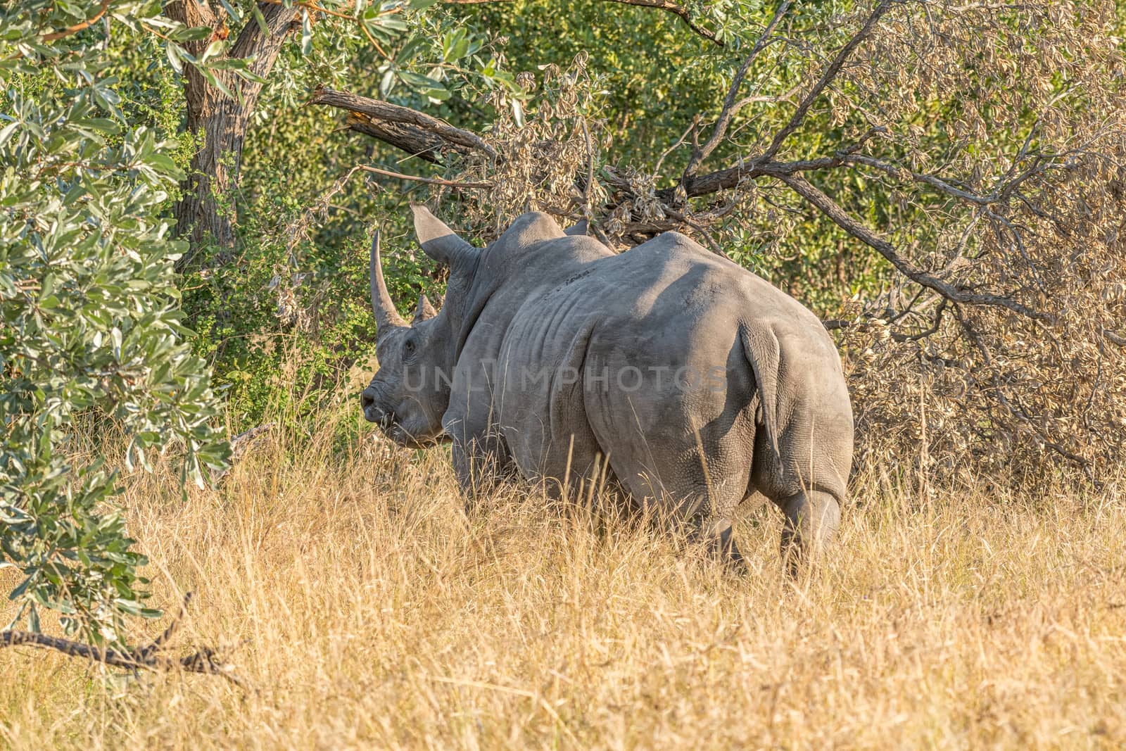 Back view of a white rhino, Ceratotherium simum simum. The tail and horns are visible