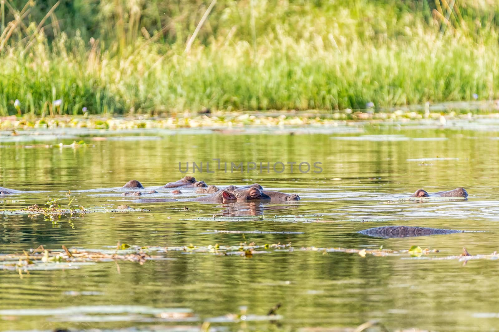 A late afternoon view of Lake Panic. Hippos are visible