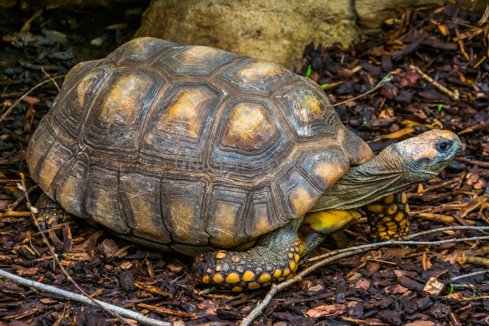 closeup portrait of a yellow footed tortoise, brazilian giant turtle, vulnerable Reptile specie from the amazon basin of America by charlottebleijenberg