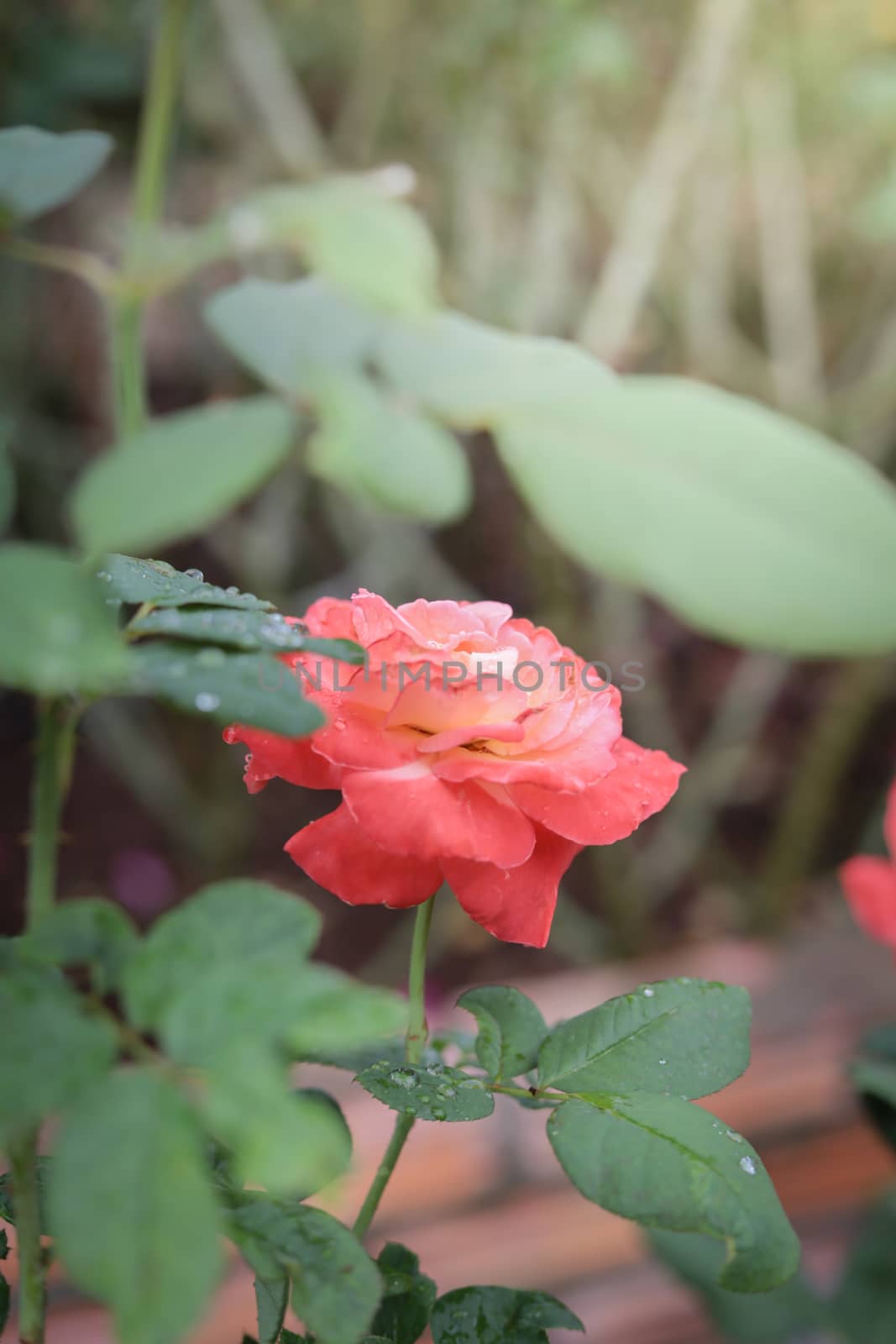 Roses in the garden, Roses are beautiful with a beautiful sunny day.