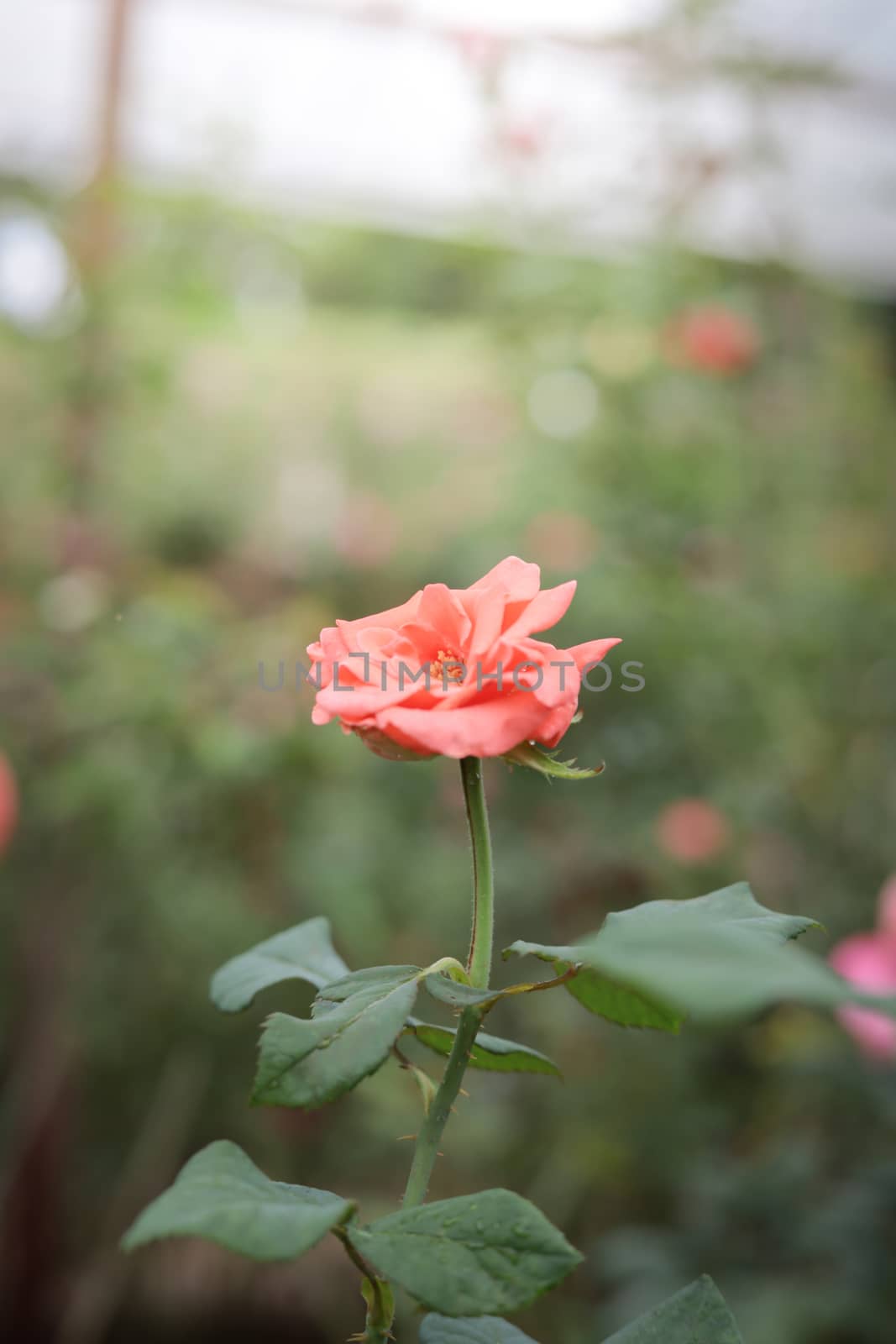 Roses in the garden, Roses are beautiful with a beautiful sunny day.