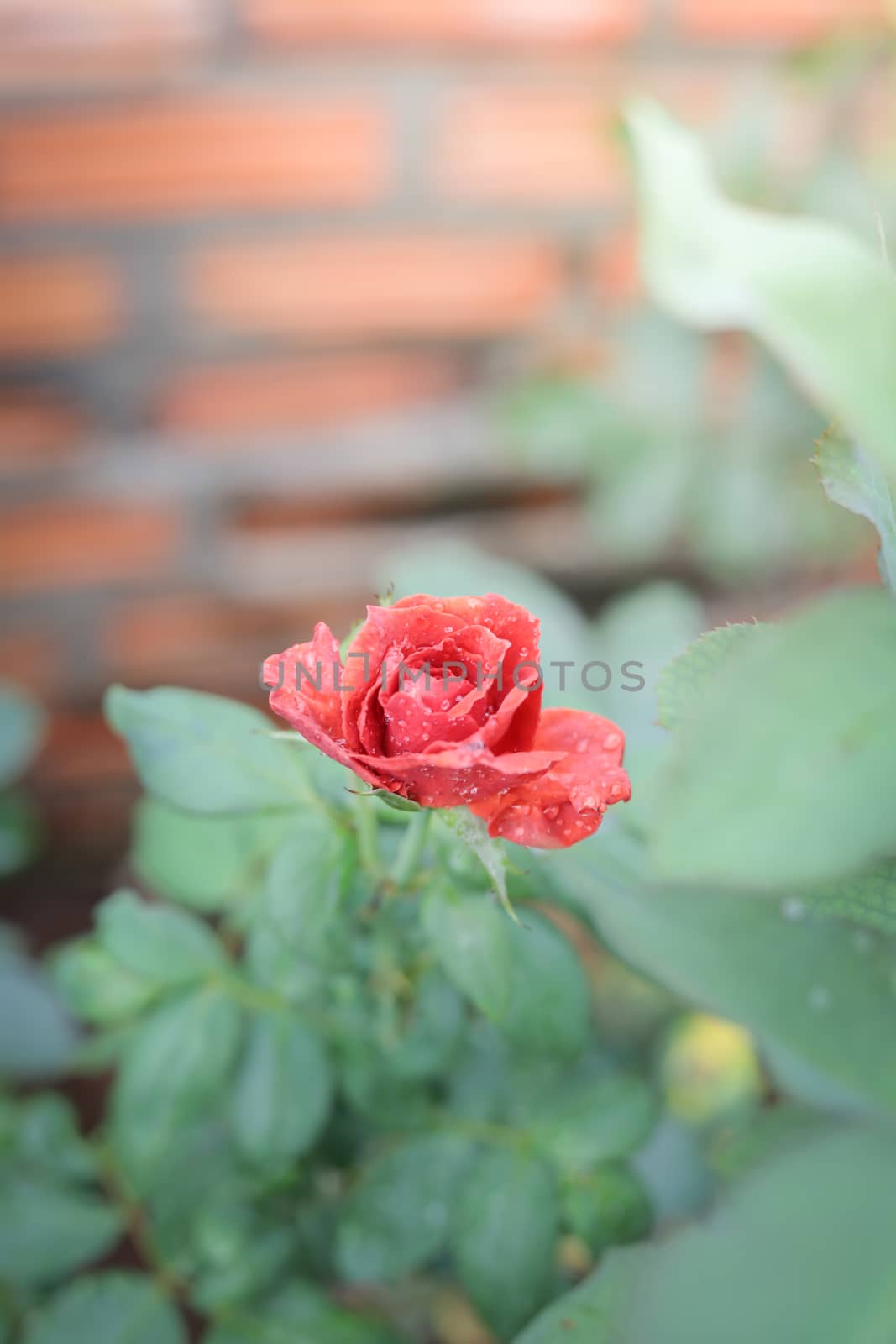 Roses in the garden, Roses are beautiful with a beautiful sunny day.