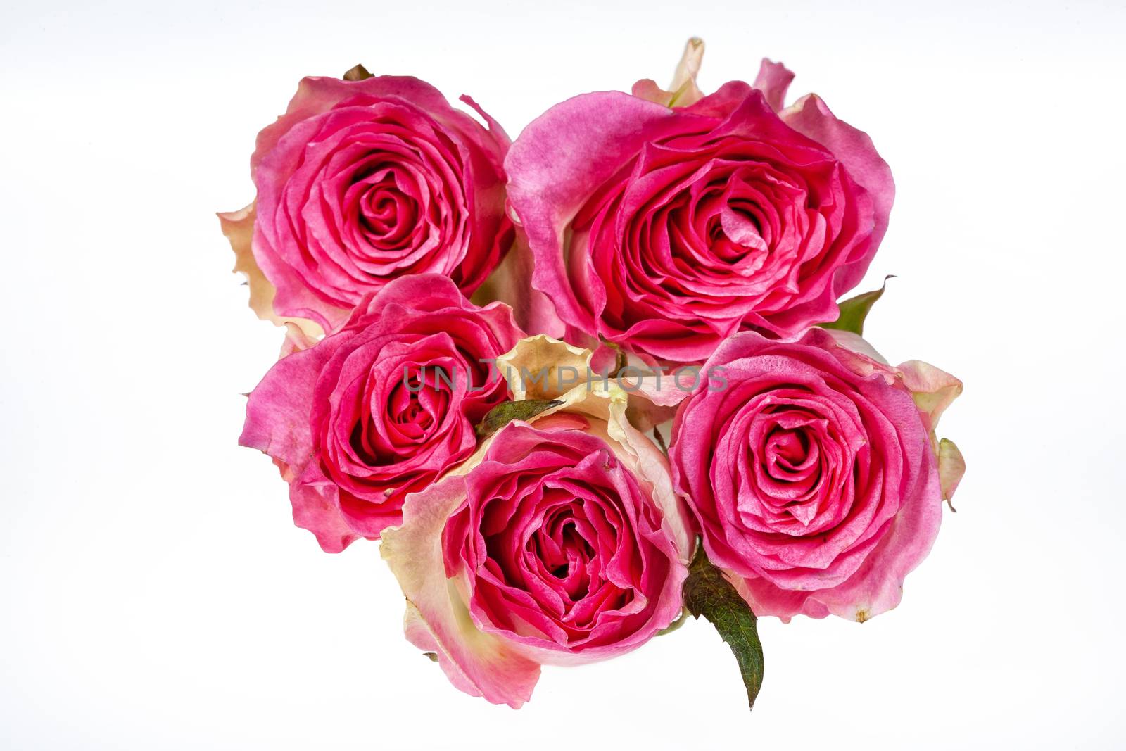 Bouquet of flowers on a studio background