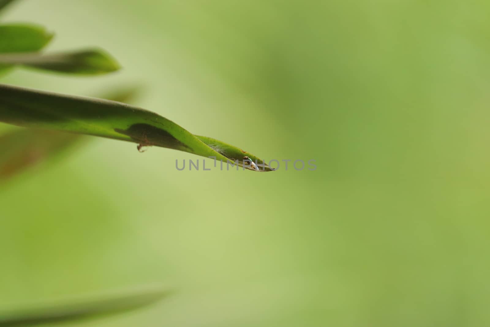 small fly resting on a green leaf