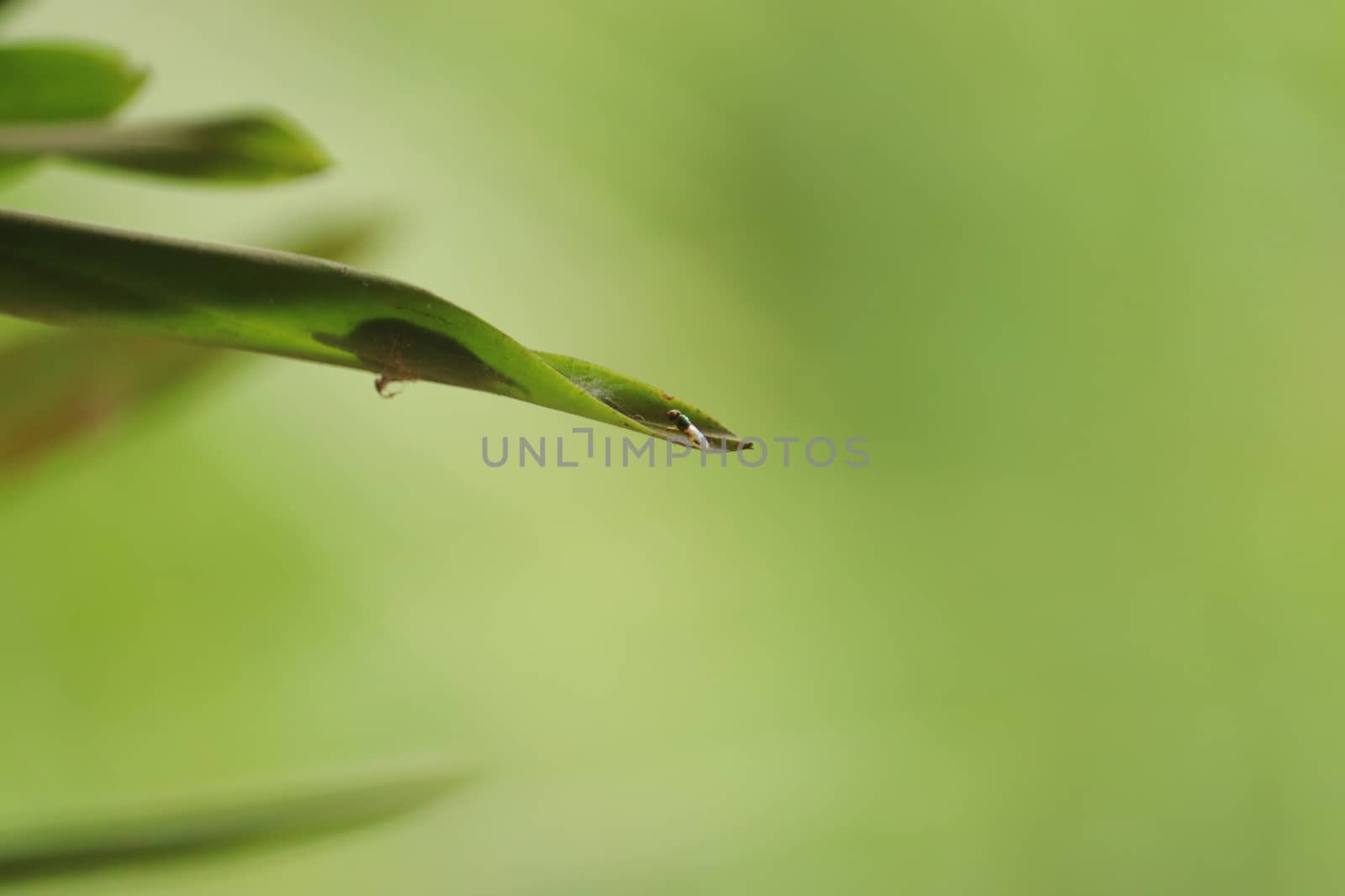 small fly resting on a green leaf