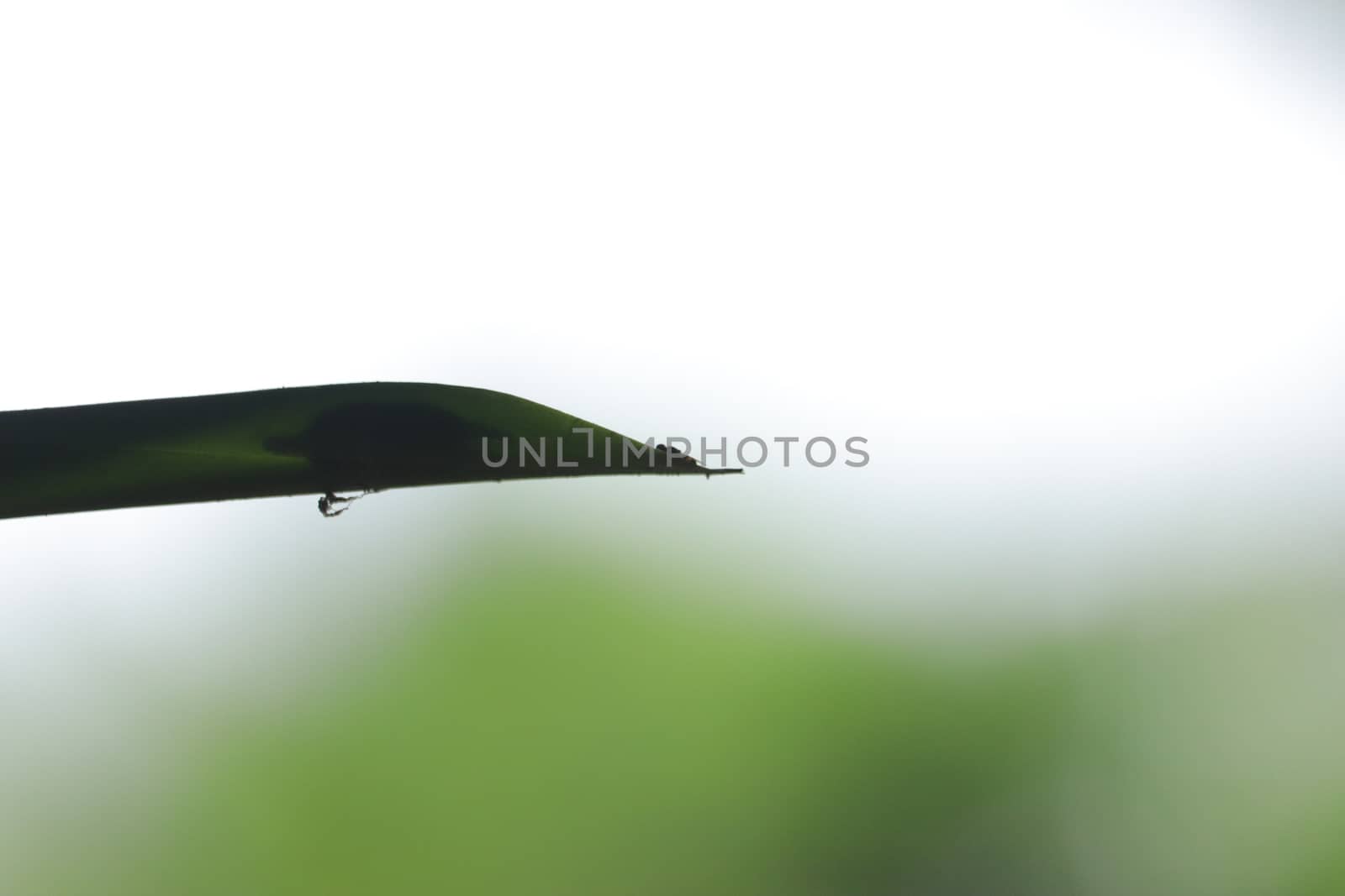 small fly resting on a green leaf