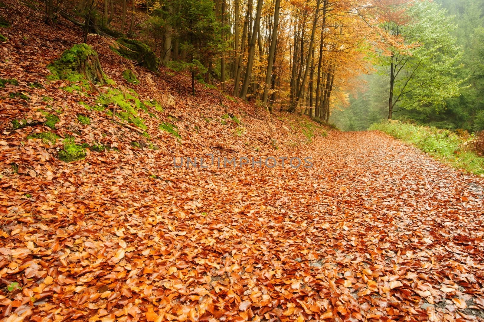 Autumn road leading misty forest with fallen leaves