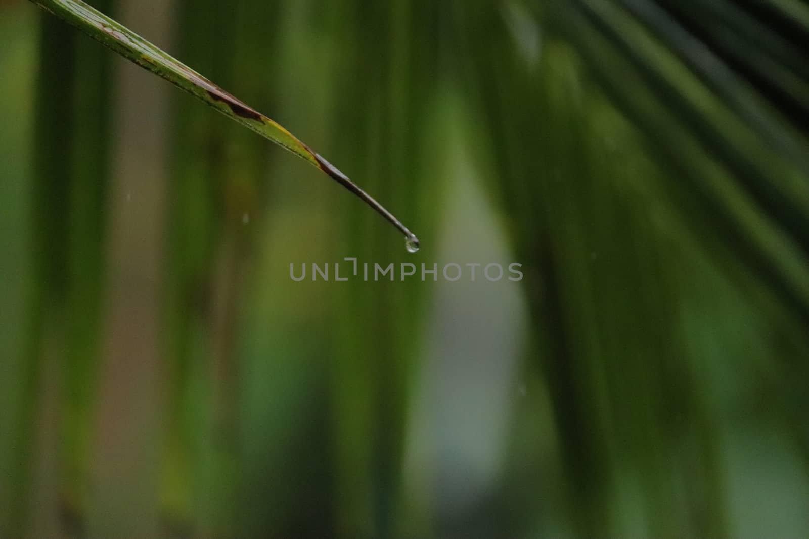 Water dripping from a single green leaf of a coconut tree in a rainy day