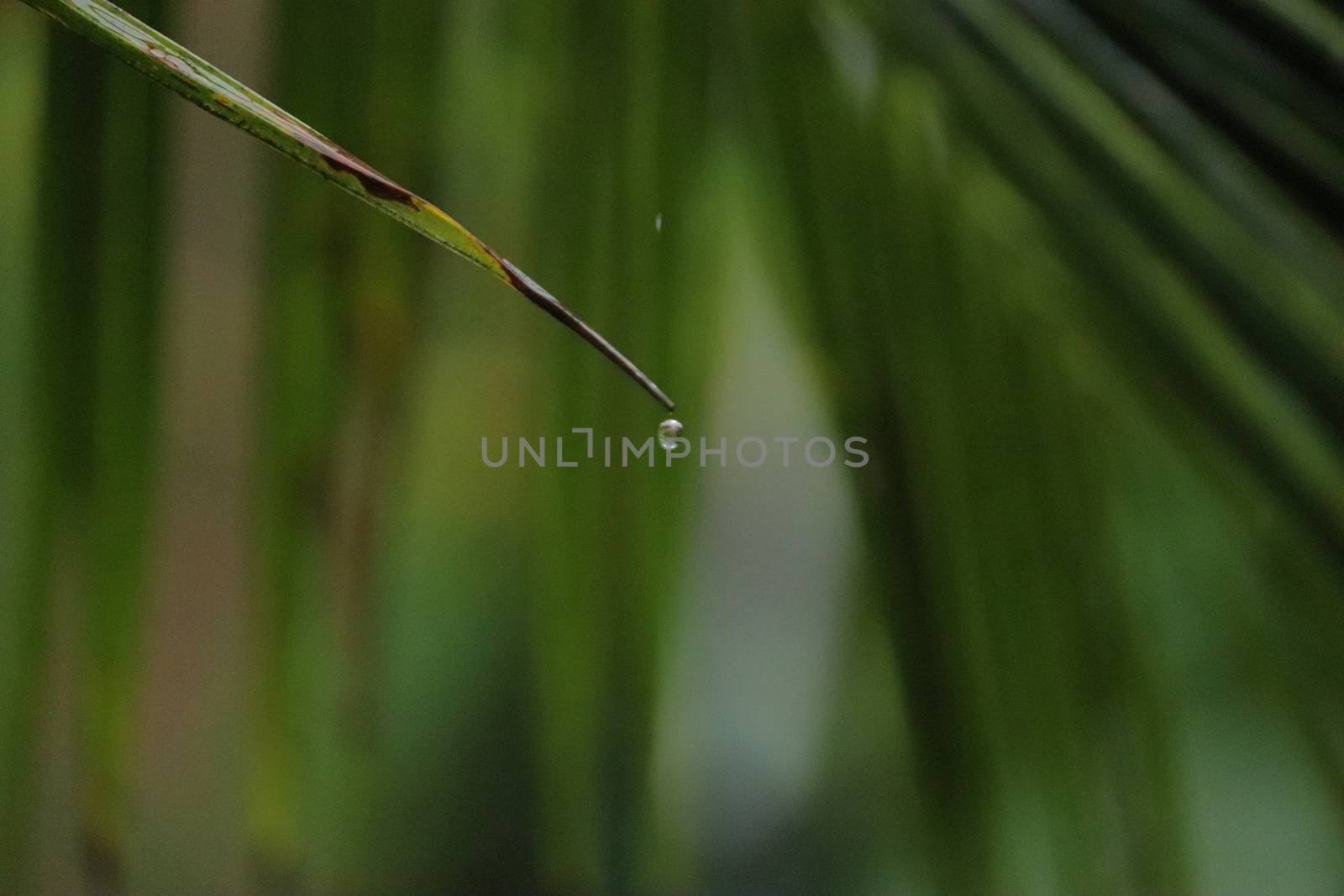 Water dripping from a single green leaf of a coconut tree in a rainy day